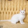 Red silver shell Maine Coon for sale breeding rights