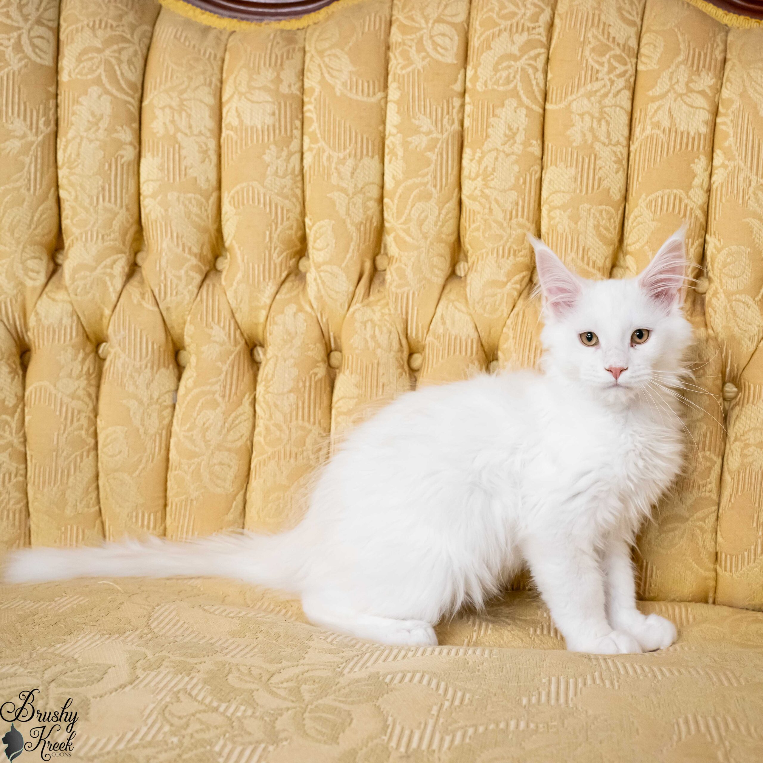 How to Get Breeding Rights for Cat: Ultimate Guide to Success