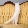 Red silver shell Maine Coon for sale breeding rights