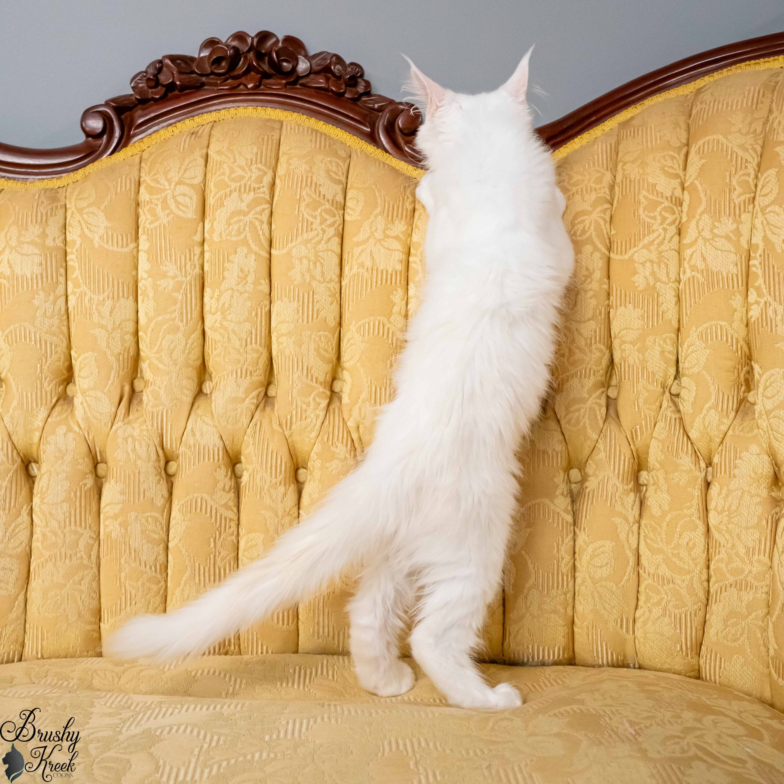 Red silver shell Maine Coon for sale breeding rights