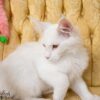 Red silver shell Maine Coon for sale breeding rights