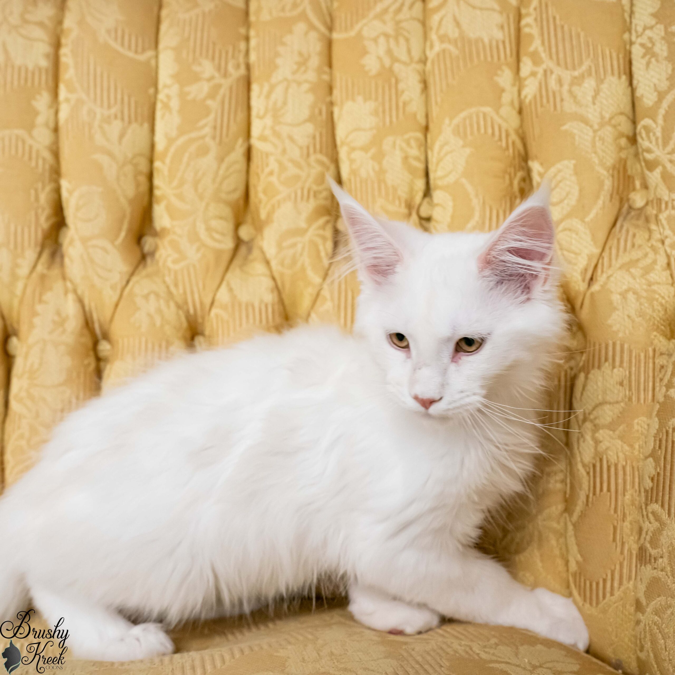 Red silver shell Maine Coon for sale breeding rights