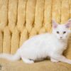 Red silver shell Maine Coon for sale breeding rights