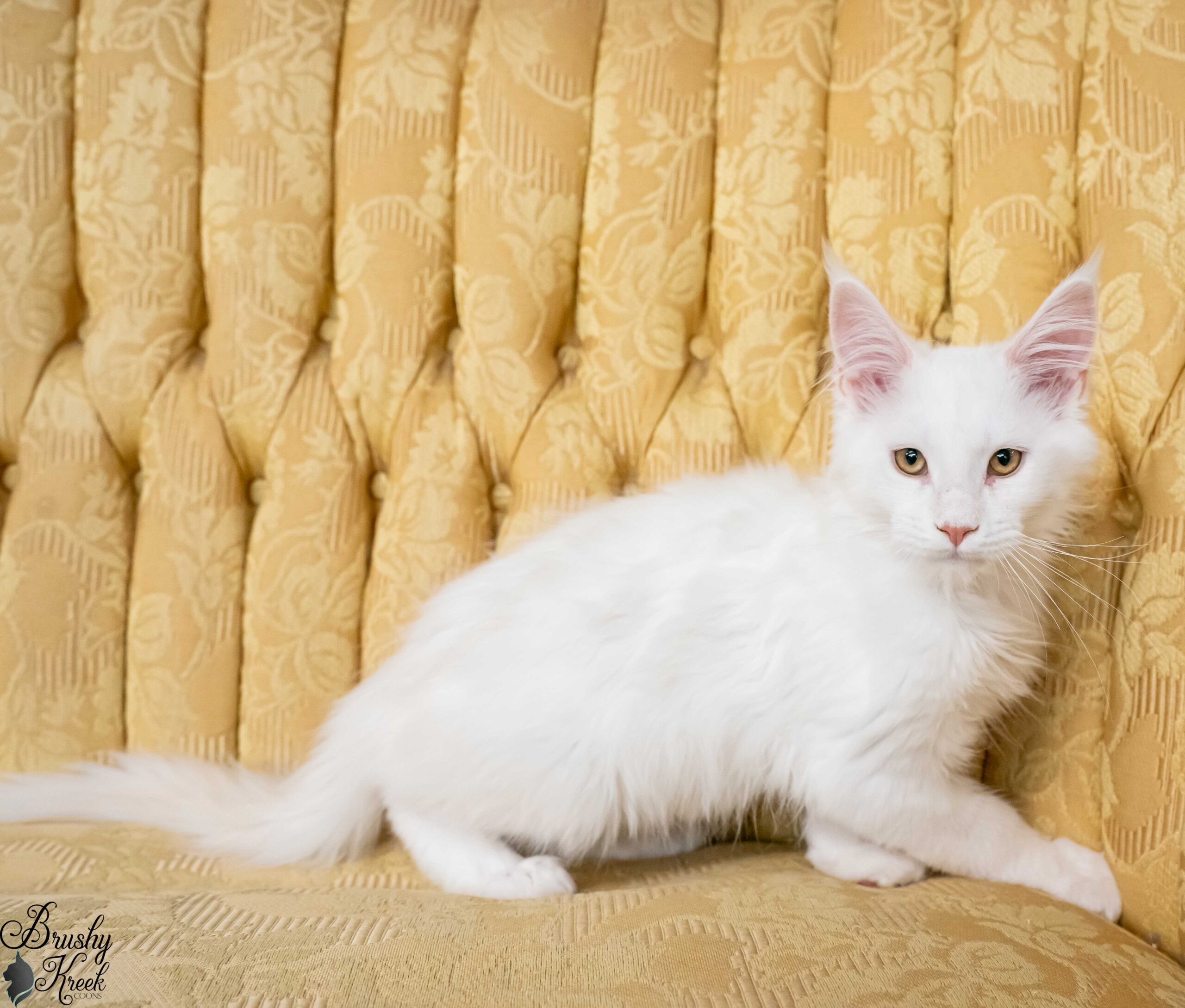 Red silver shell Maine Coon for sale breeding rights