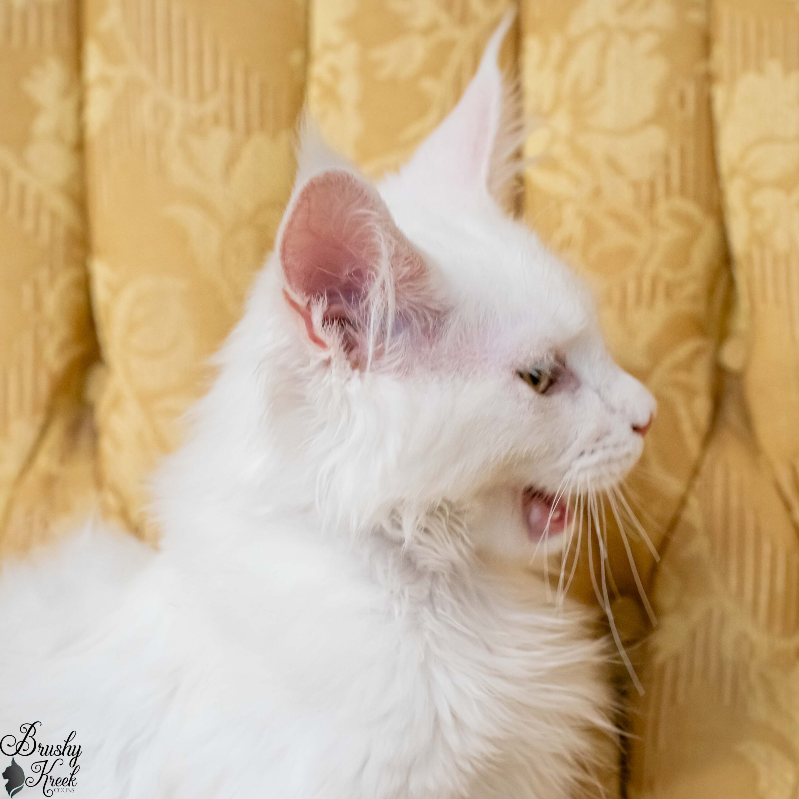 Red silver shell Maine Coon for sale breeding rights