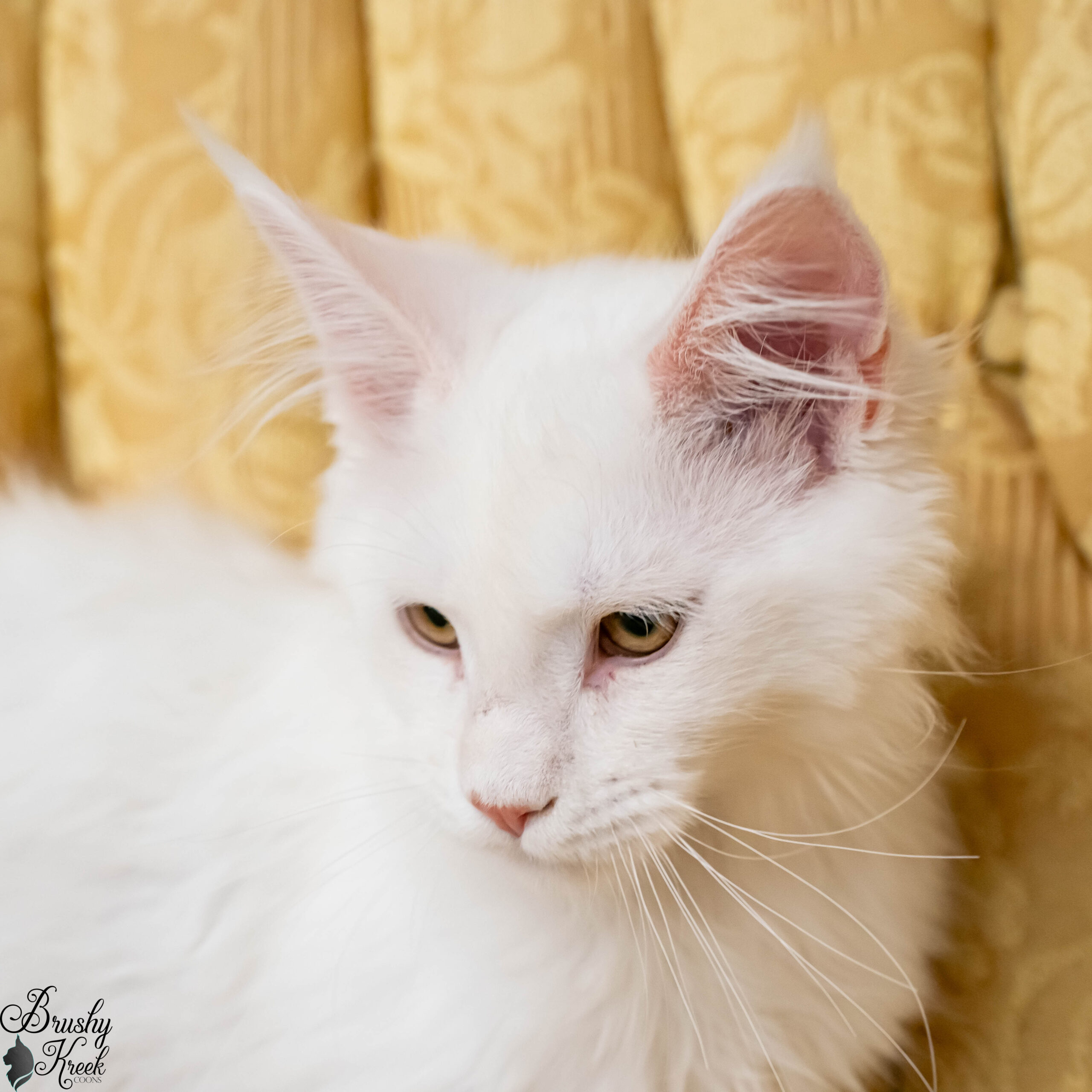 Red silver shell Maine Coon for sale breeding rights