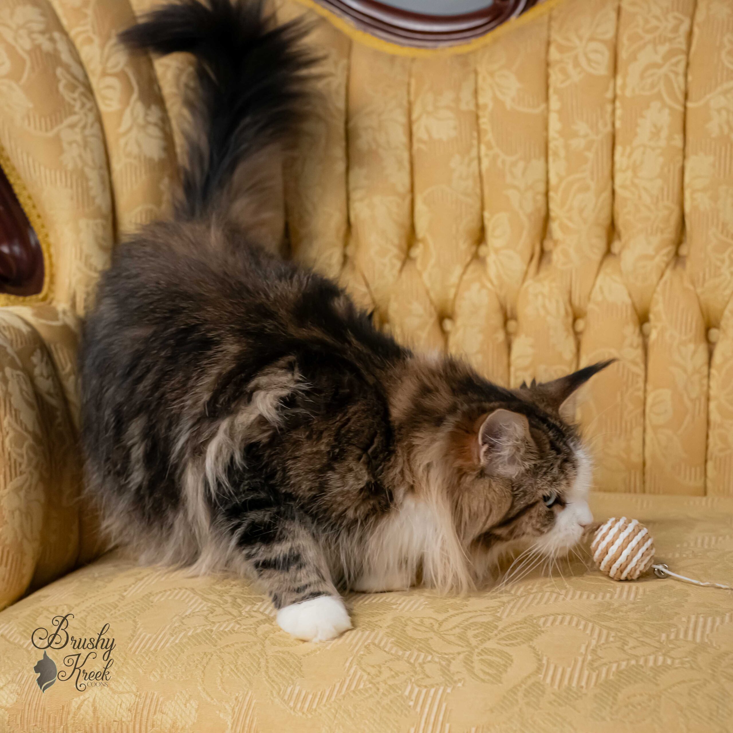 Blue eye Maine Coon for sale with breeding rights