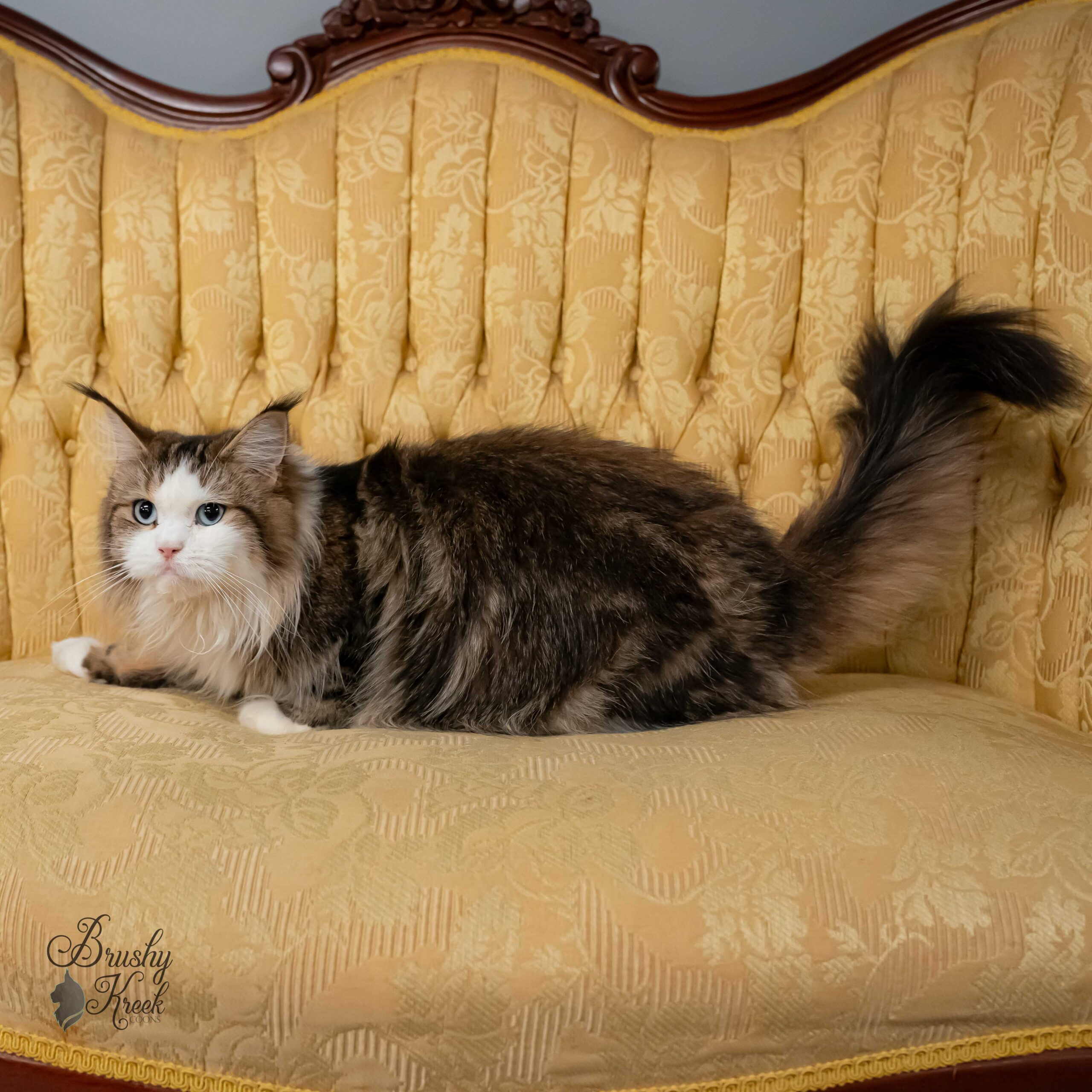 Maine Coon blue eyes with breeding rights