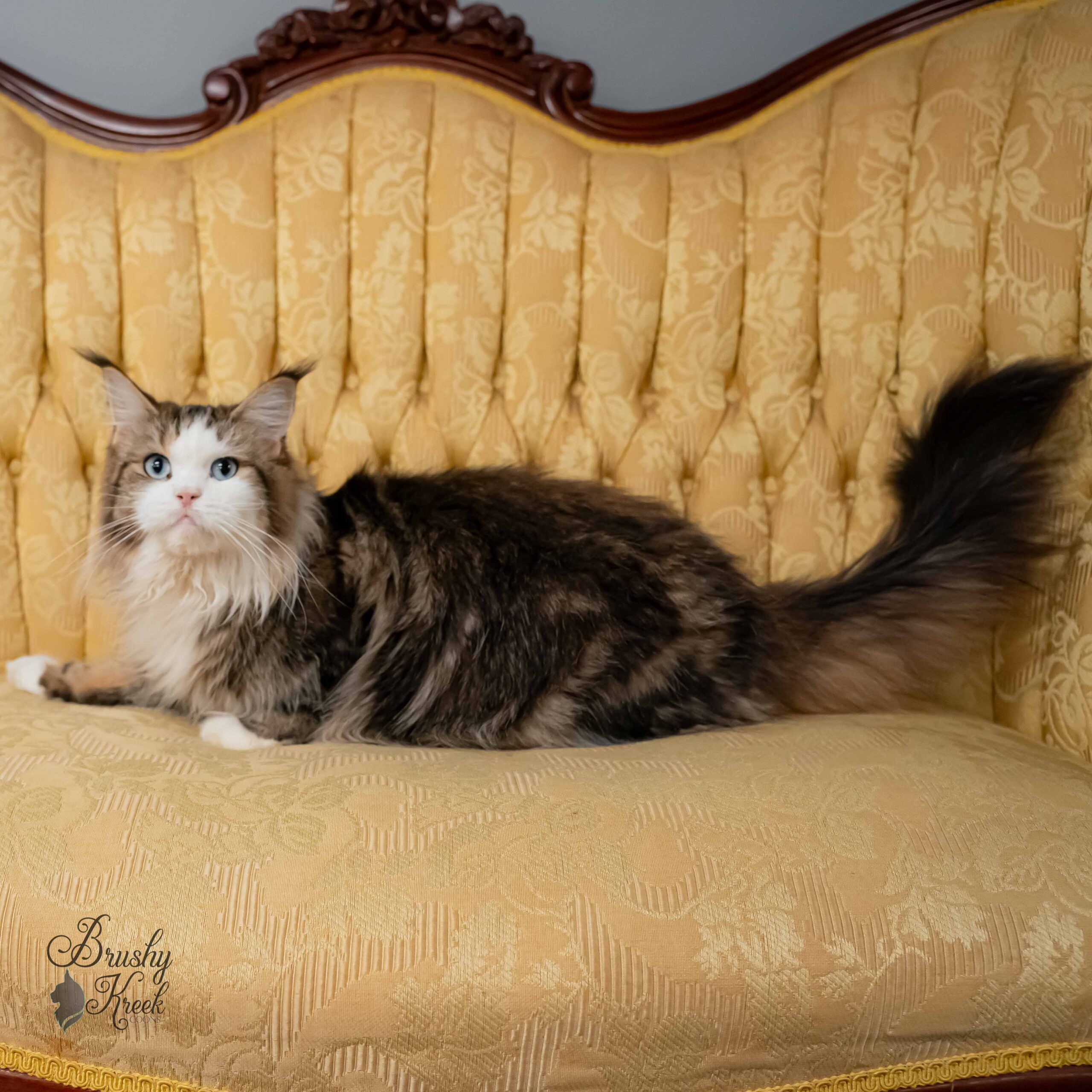 Maine Coon blue eyes with breeding rights