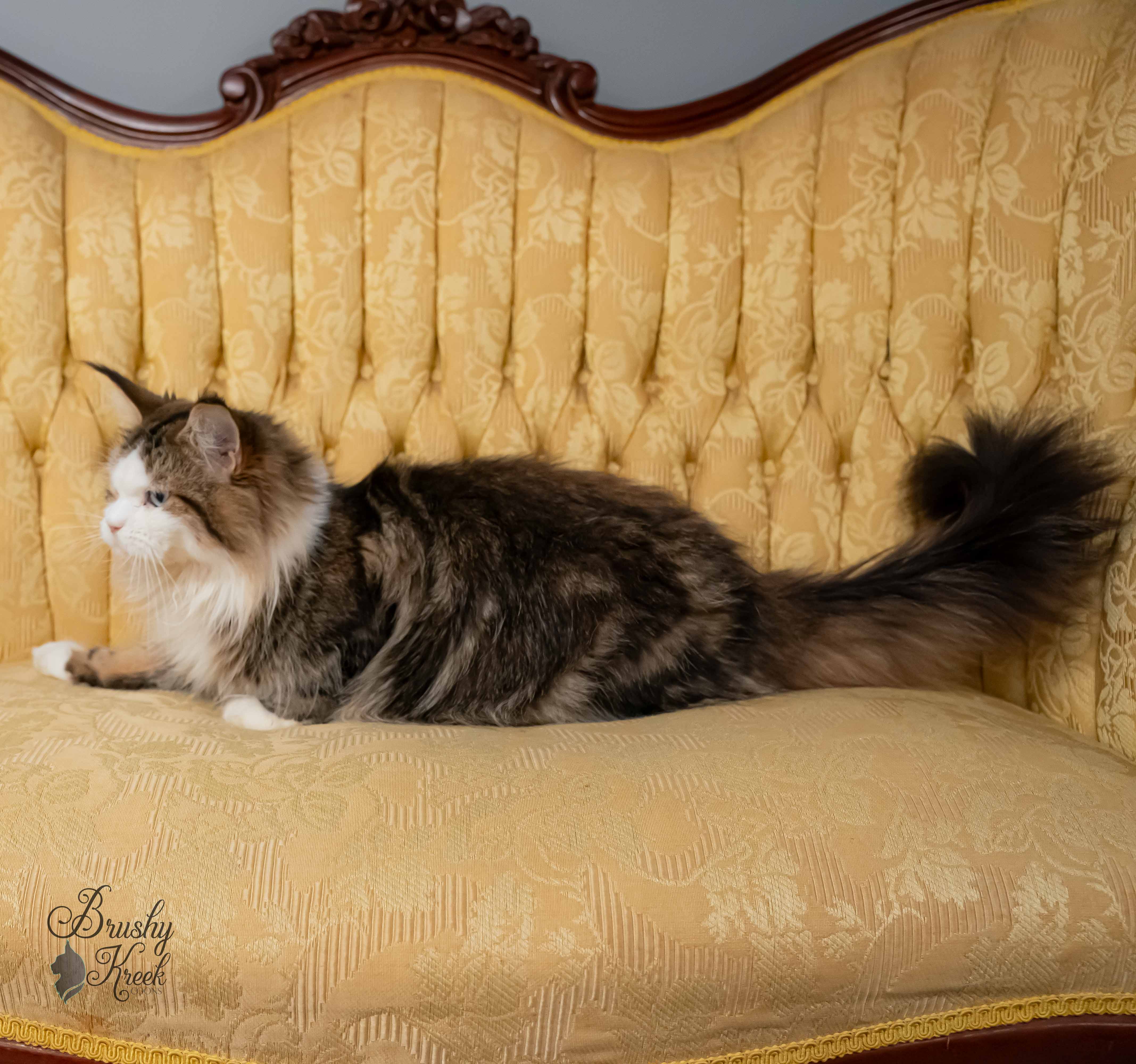 Maine Coon blue eyes with breeding rights