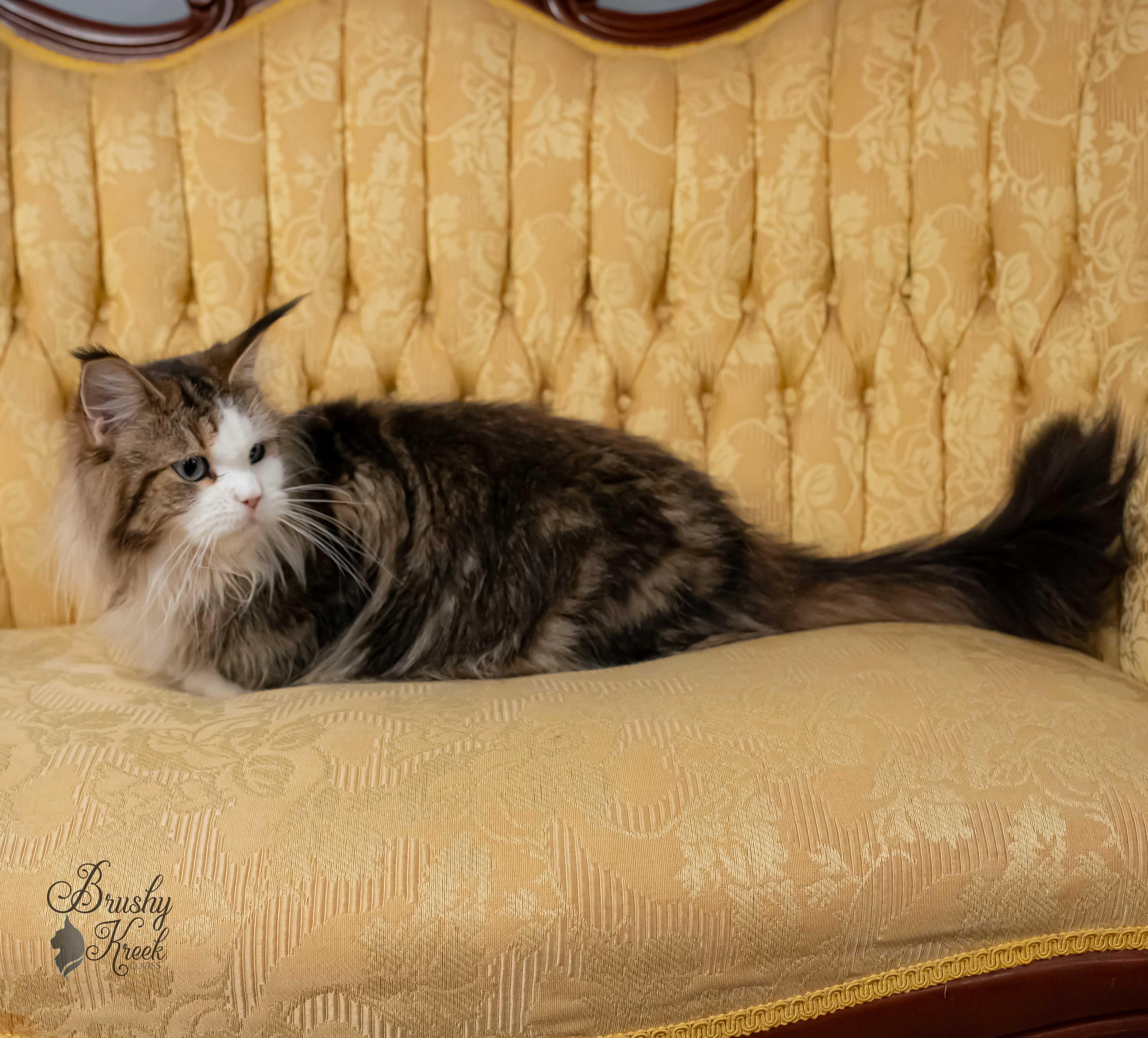 Maine Coon blue eyes with breeding rights