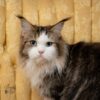 Maine Coon blue eyes with breeding rights