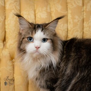 Maine Coon blue eyes with breeding rights