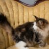 Blue eye Maine Coon for sale with breeding rights