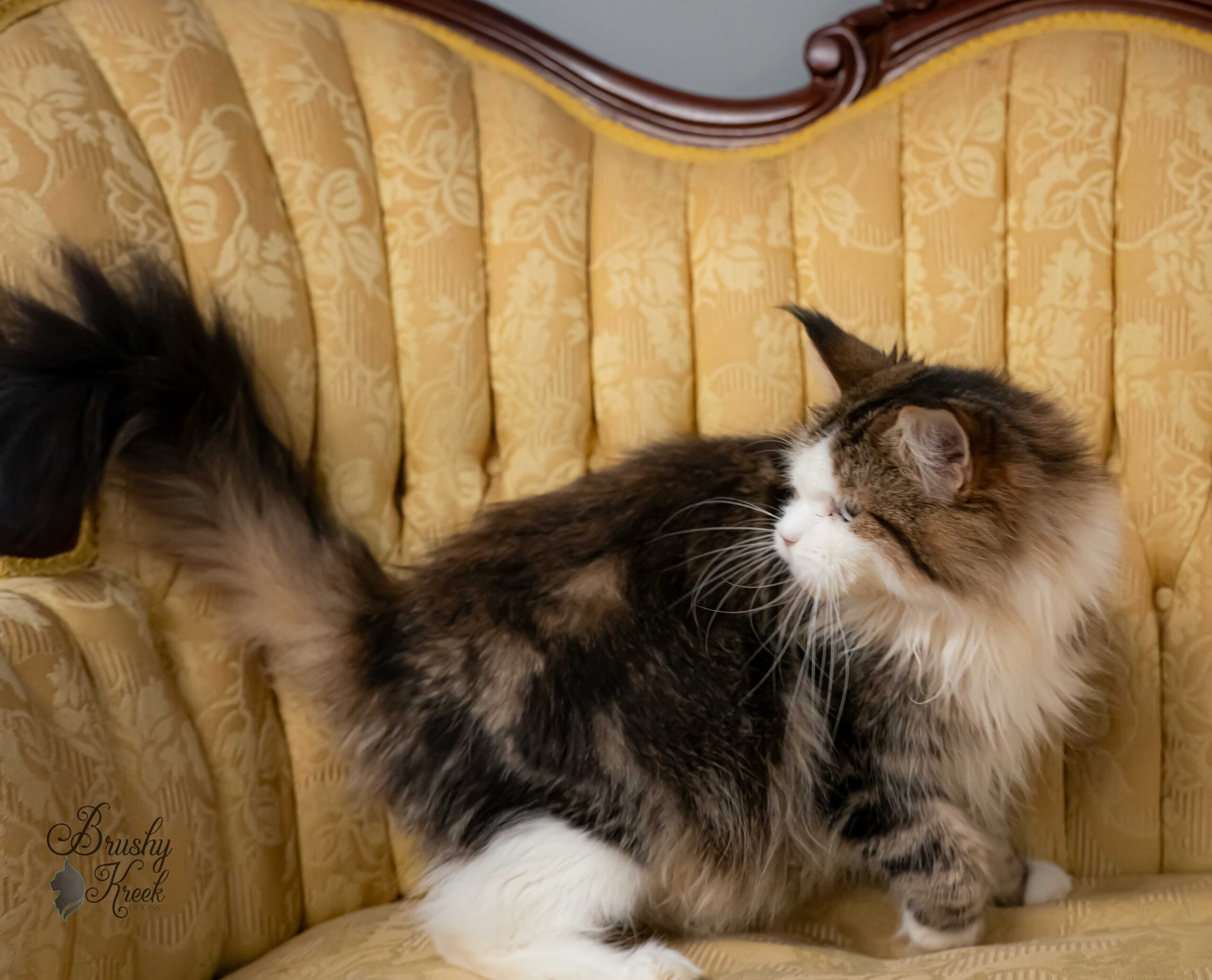 Blue eye Maine Coon for sale with breeding rights