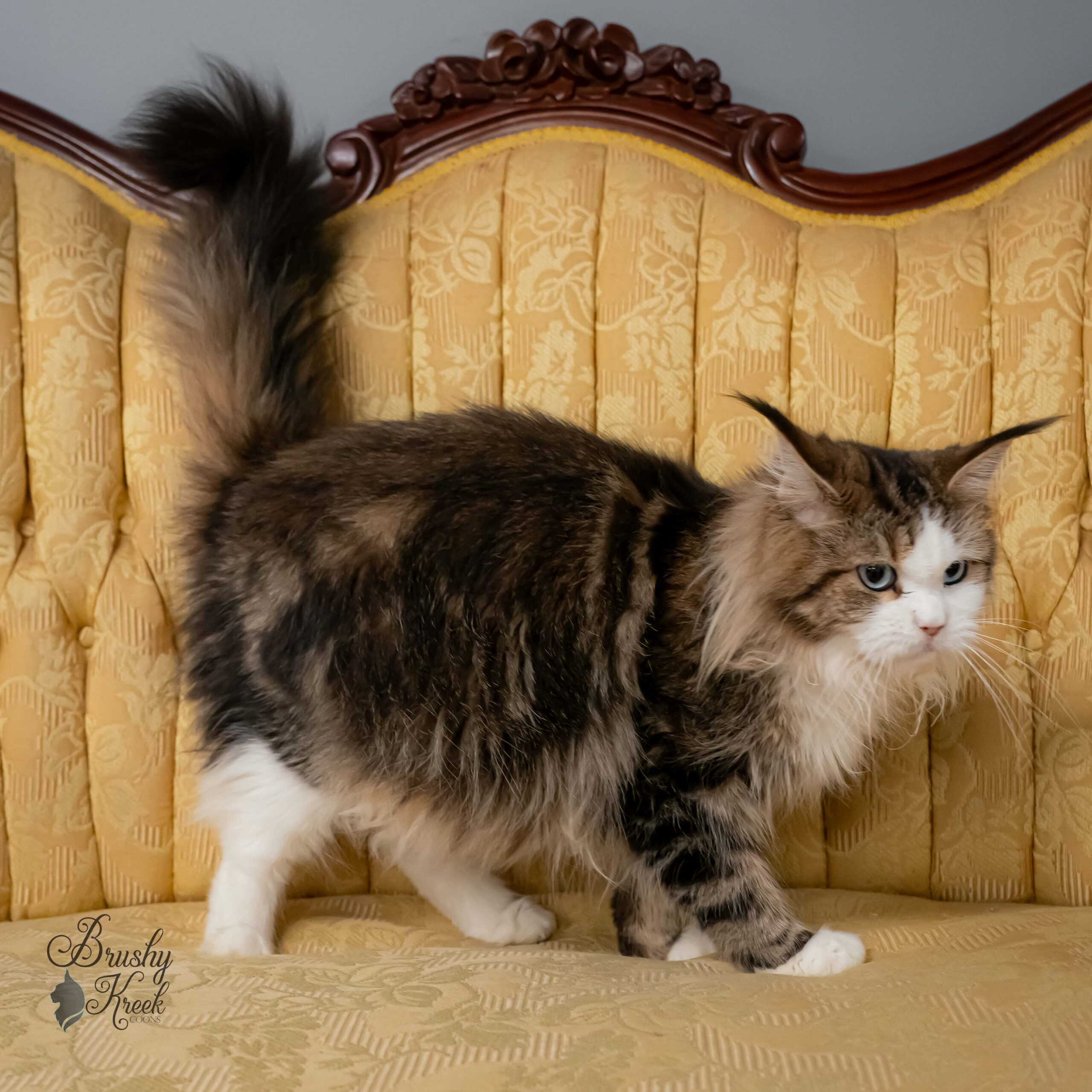 Blue eye Maine Coon for sale with breeding rights