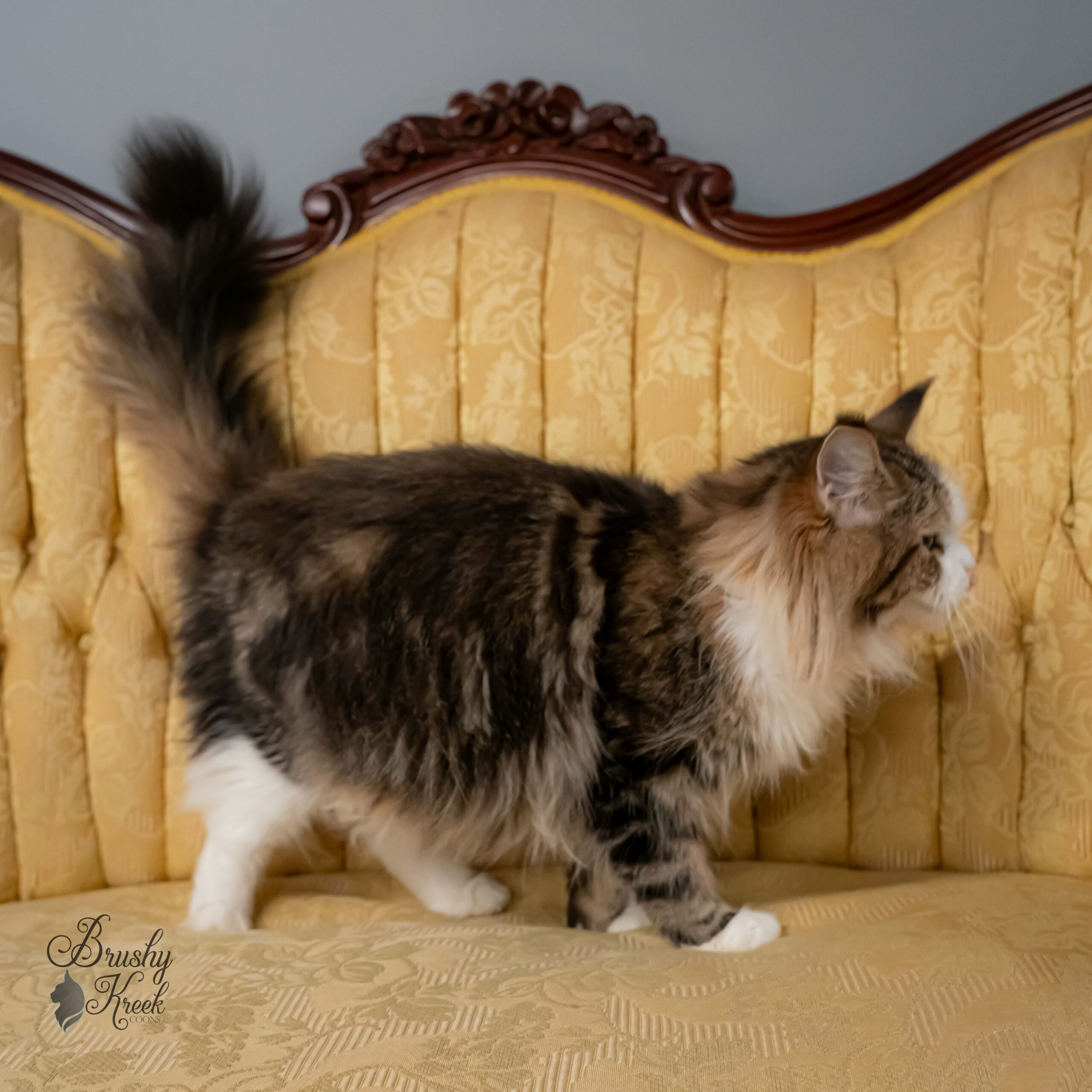 Blue eye Maine Coon for sale with breeding rights