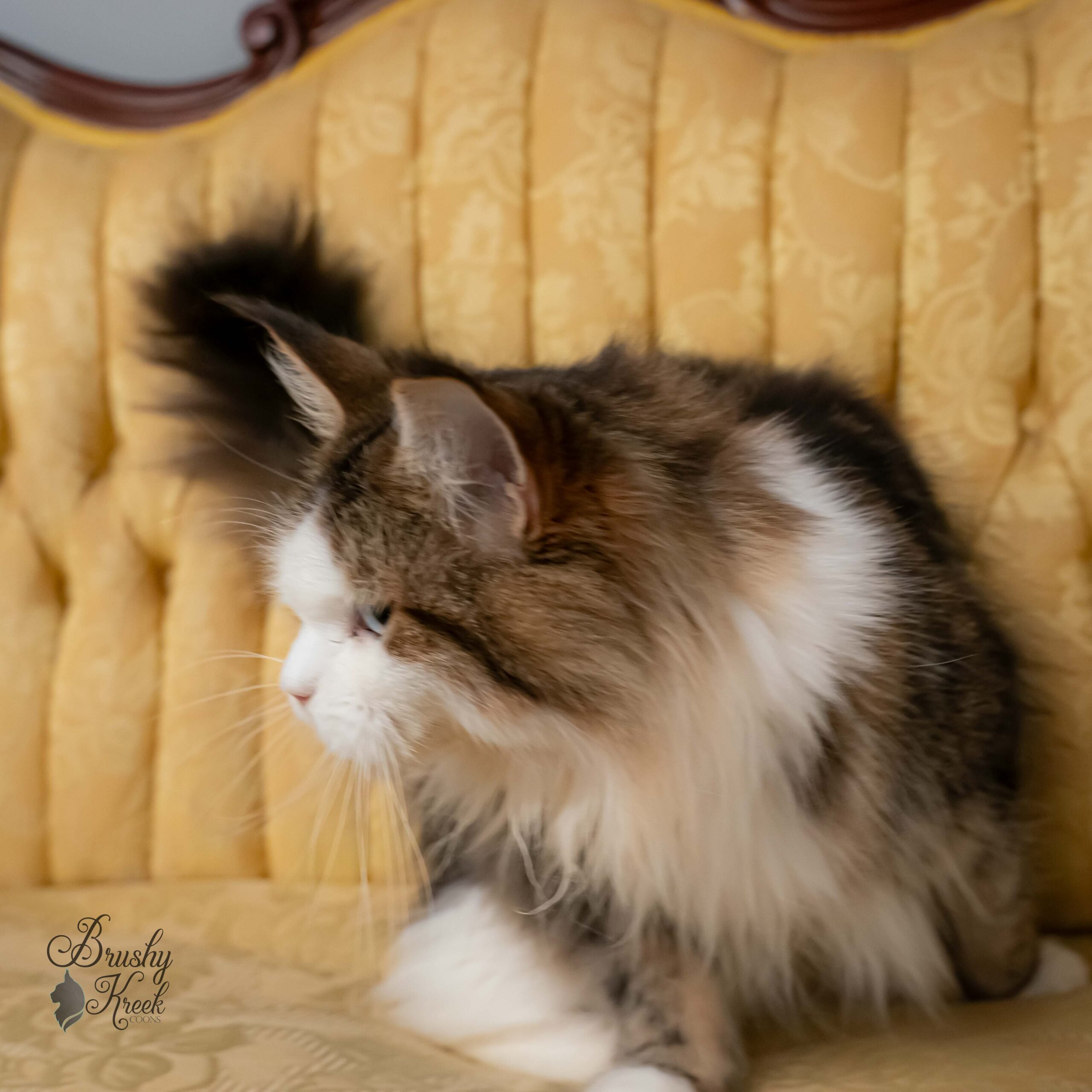 Blue eye Maine Coon for sale with breeding rights