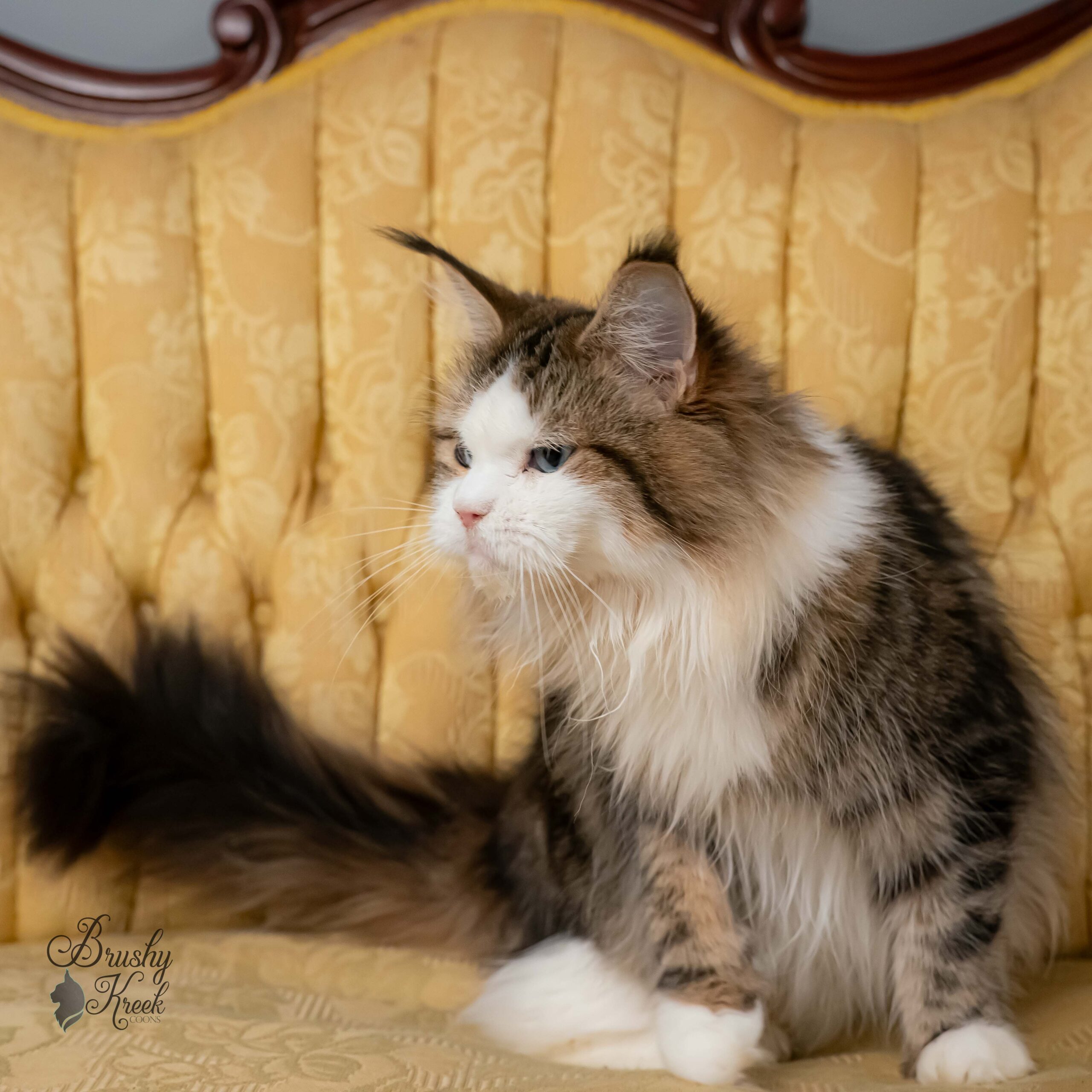 Blue eye Maine Coon for sale with breeding rights