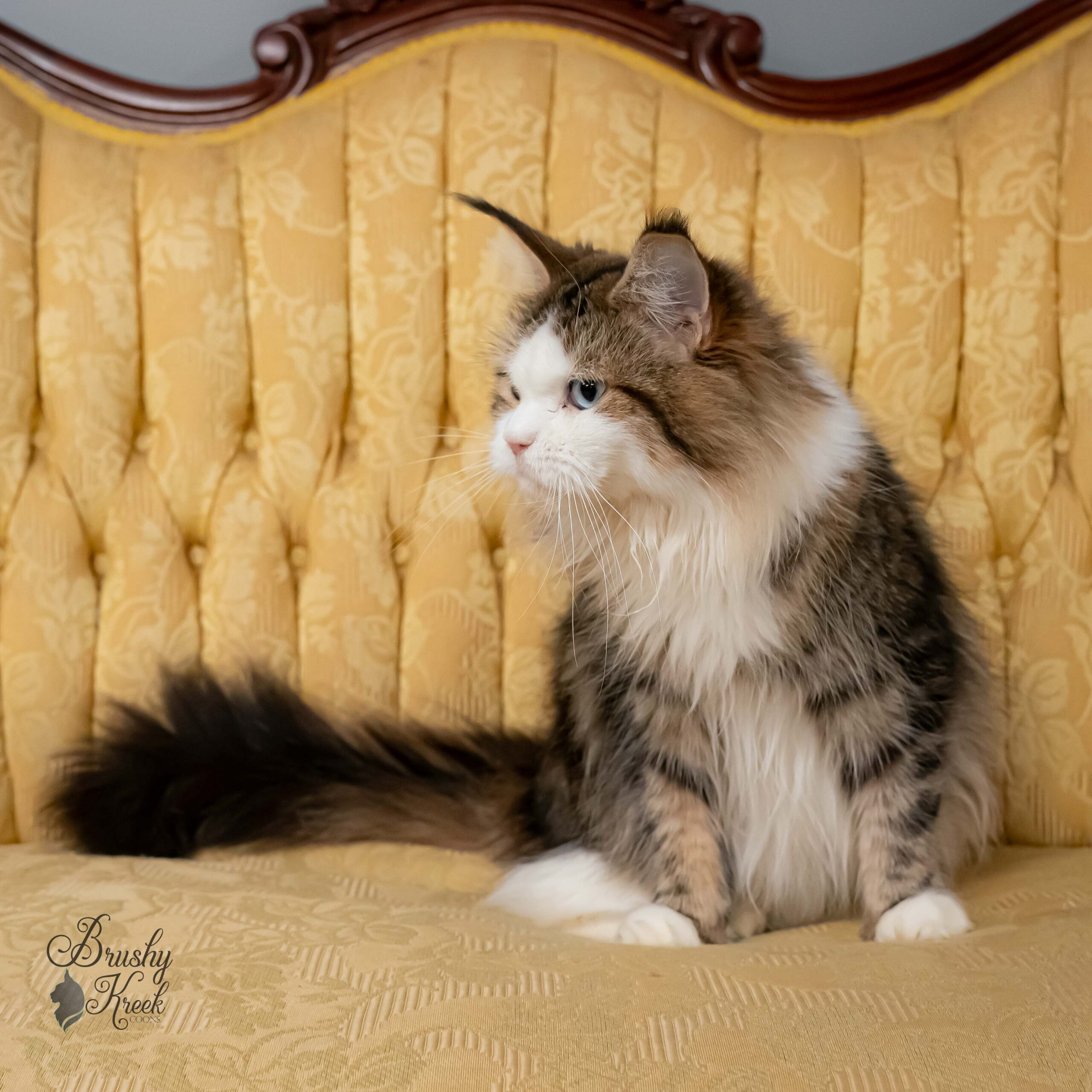 Maine Coon blue eyes with breeding rights