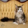 Maine Coon blue eyes with breeding rights