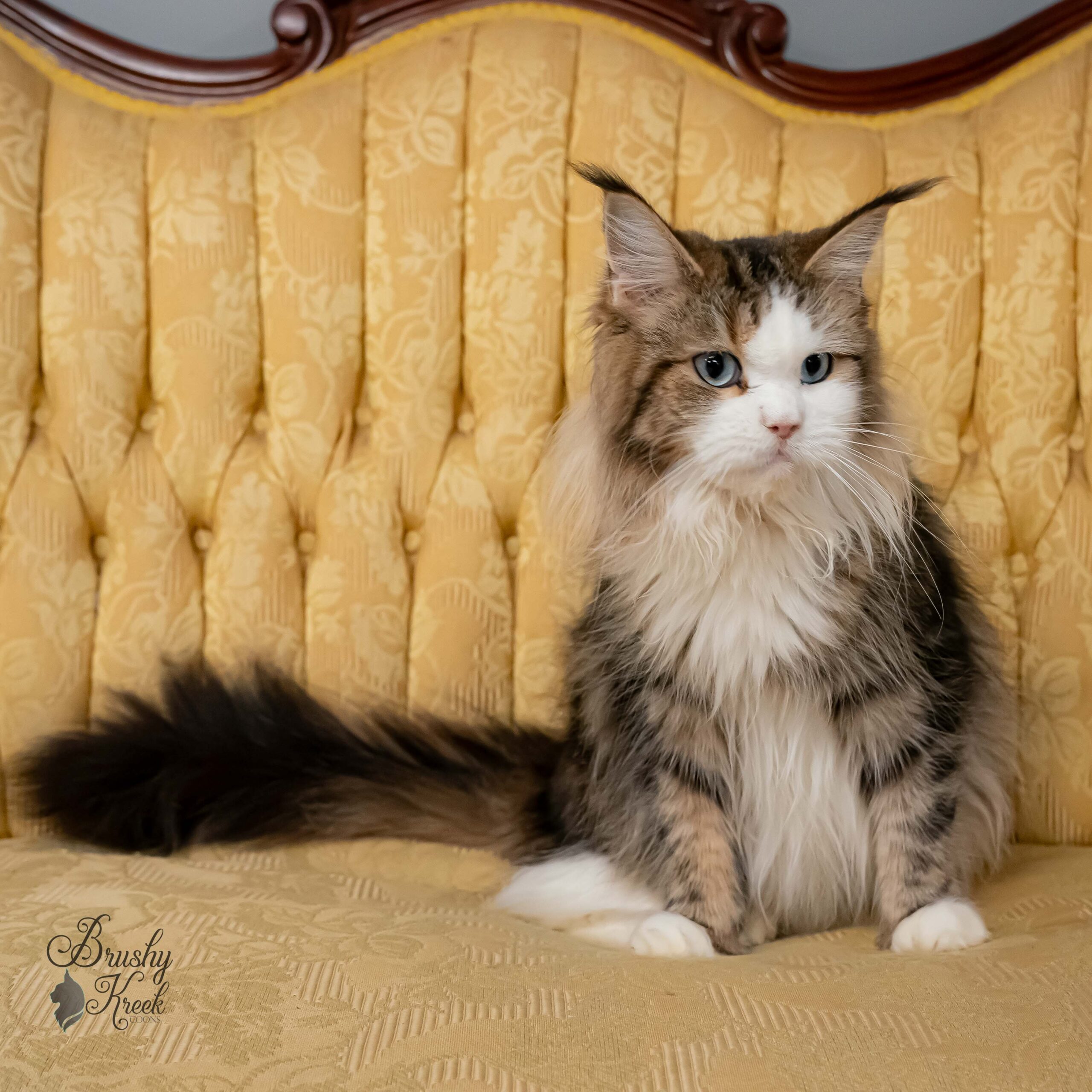 Maine Coon blue eyes with breeding rights