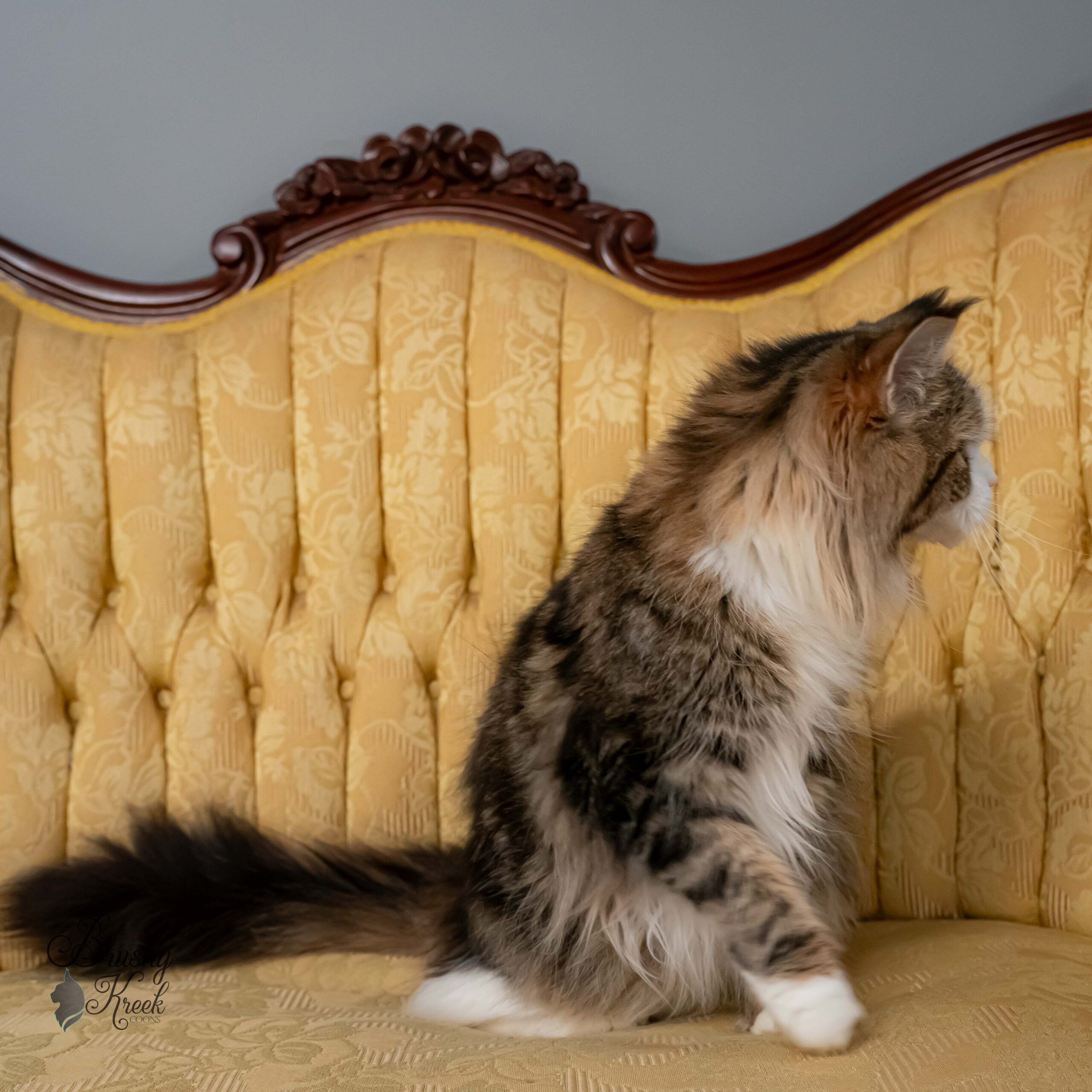 Maine Coon blue eyes with breeding rights