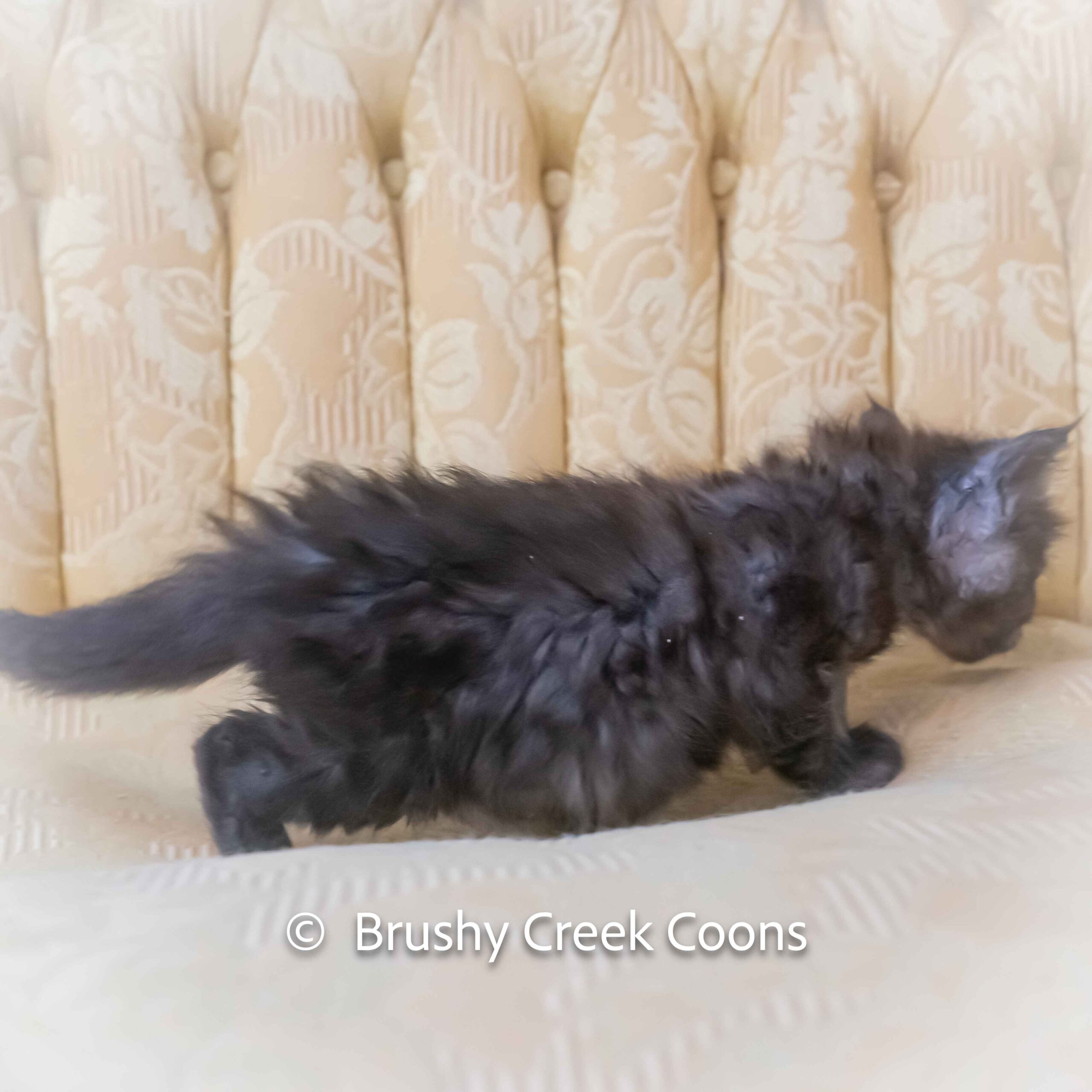Black smoke Maine Coon for sale
