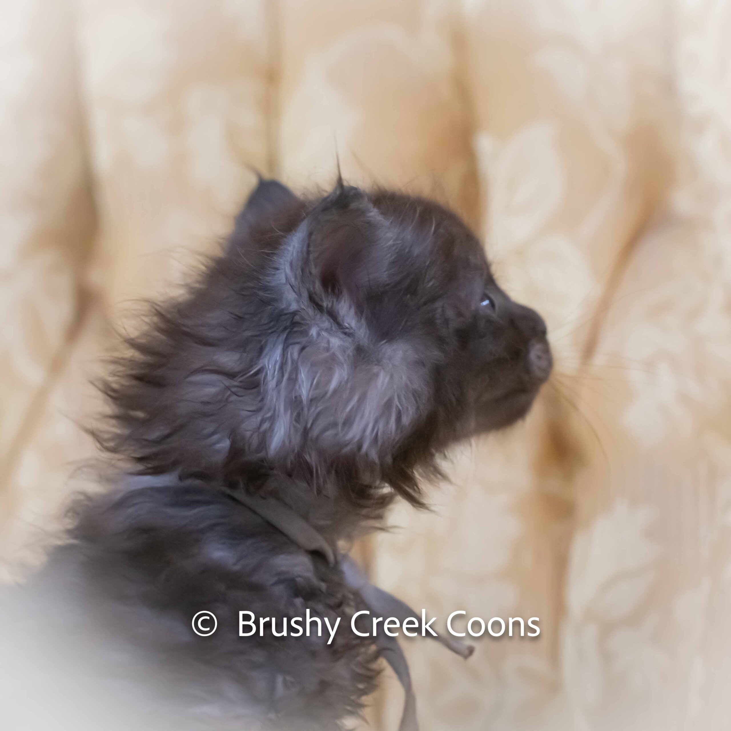 Black smoke Maine Coon for sale