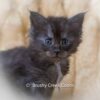 Black smoke Maine Coon for sale