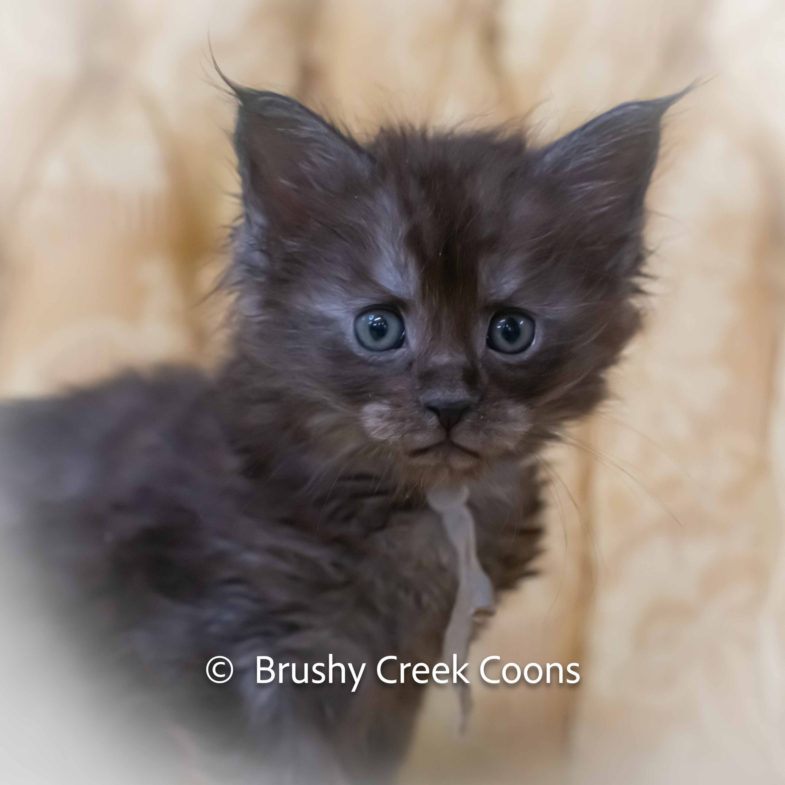 Black smoke Maine Coon for sale