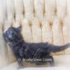Black smoke Maine Coon for sale