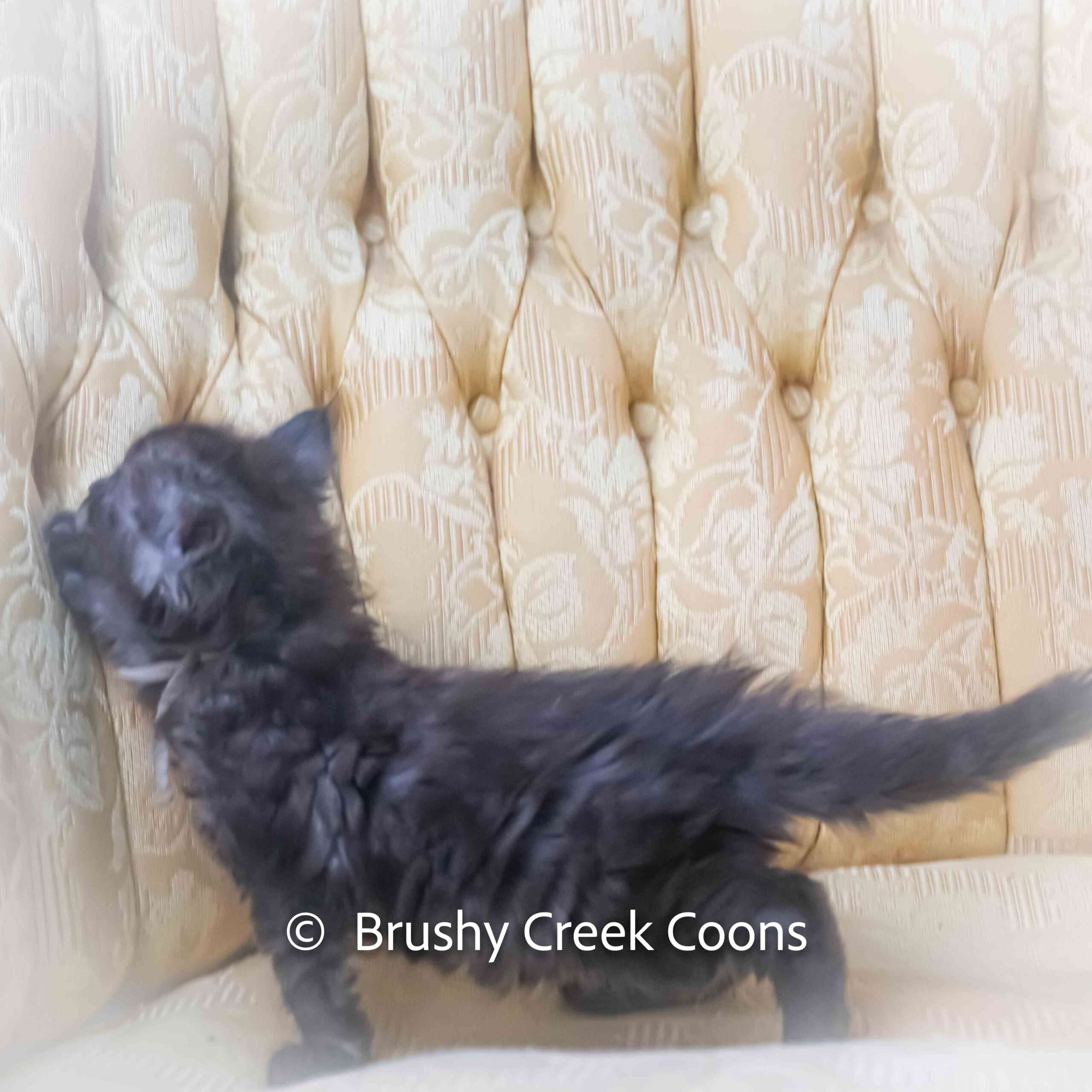 Black smoke Maine Coon for sale