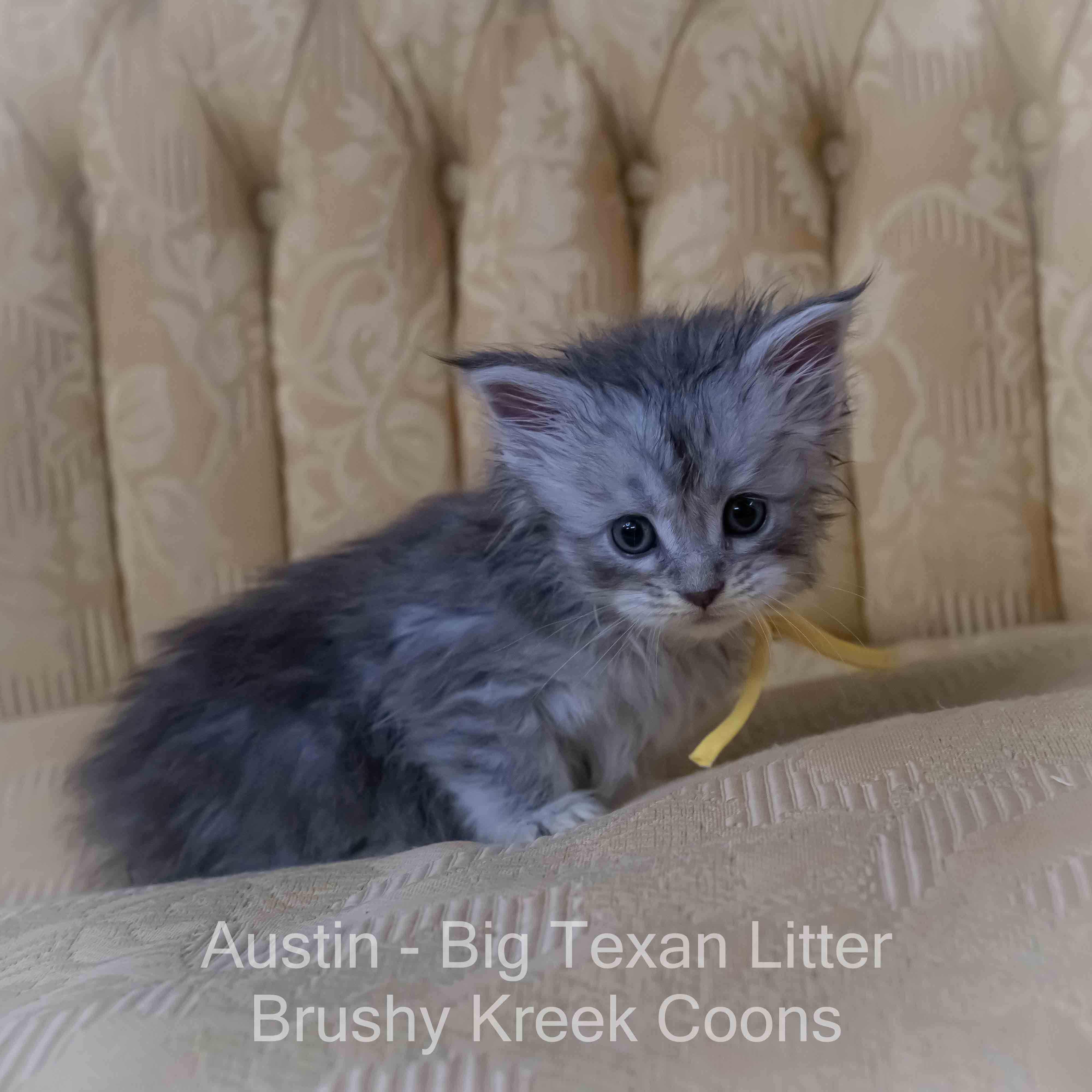 Blue silver Maine Coon kitten for sale