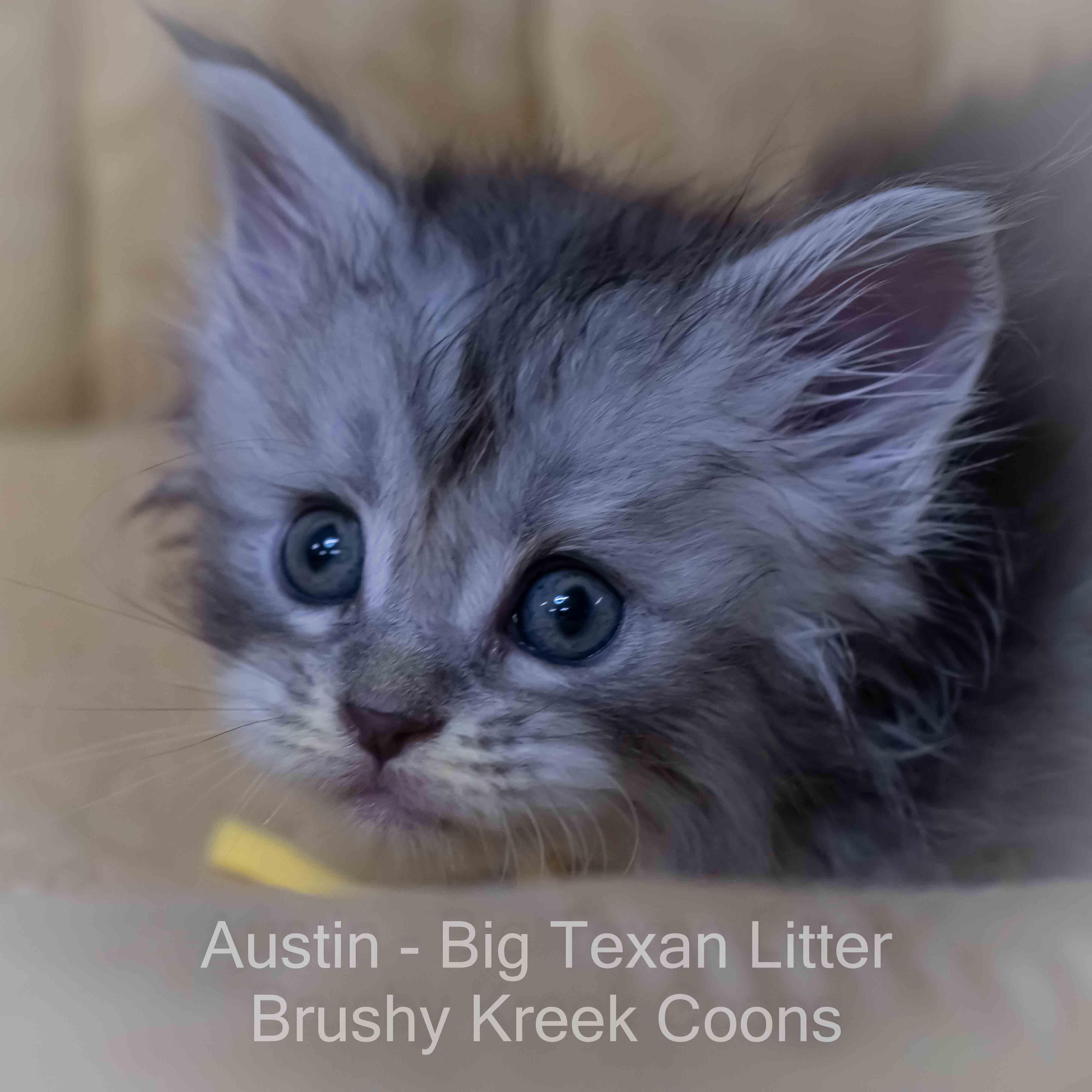 Blue silver Maine Coon kitten for sale