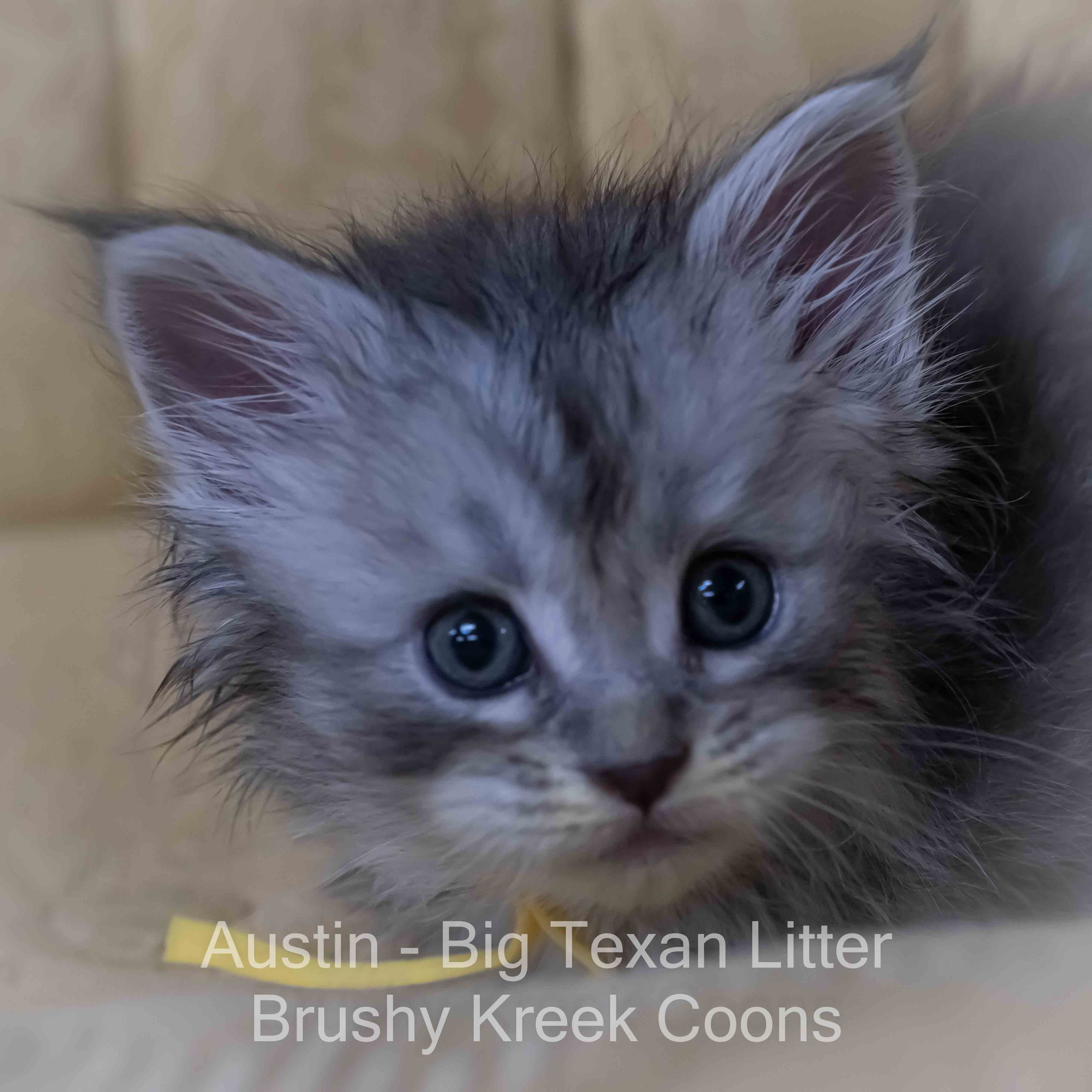 Blue silver Maine Coon kitten for sale