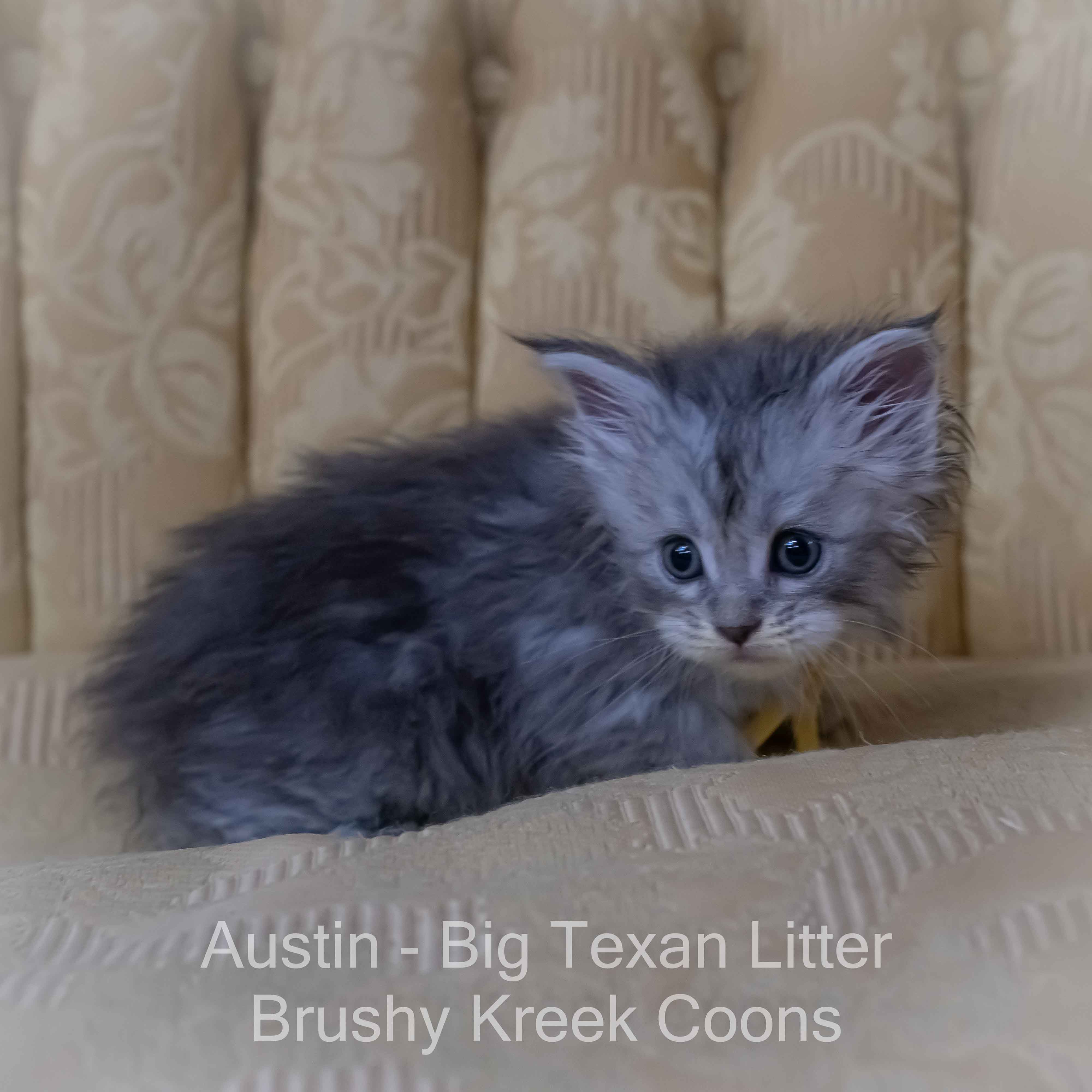 Blue silver Maine Coon kitten for sale