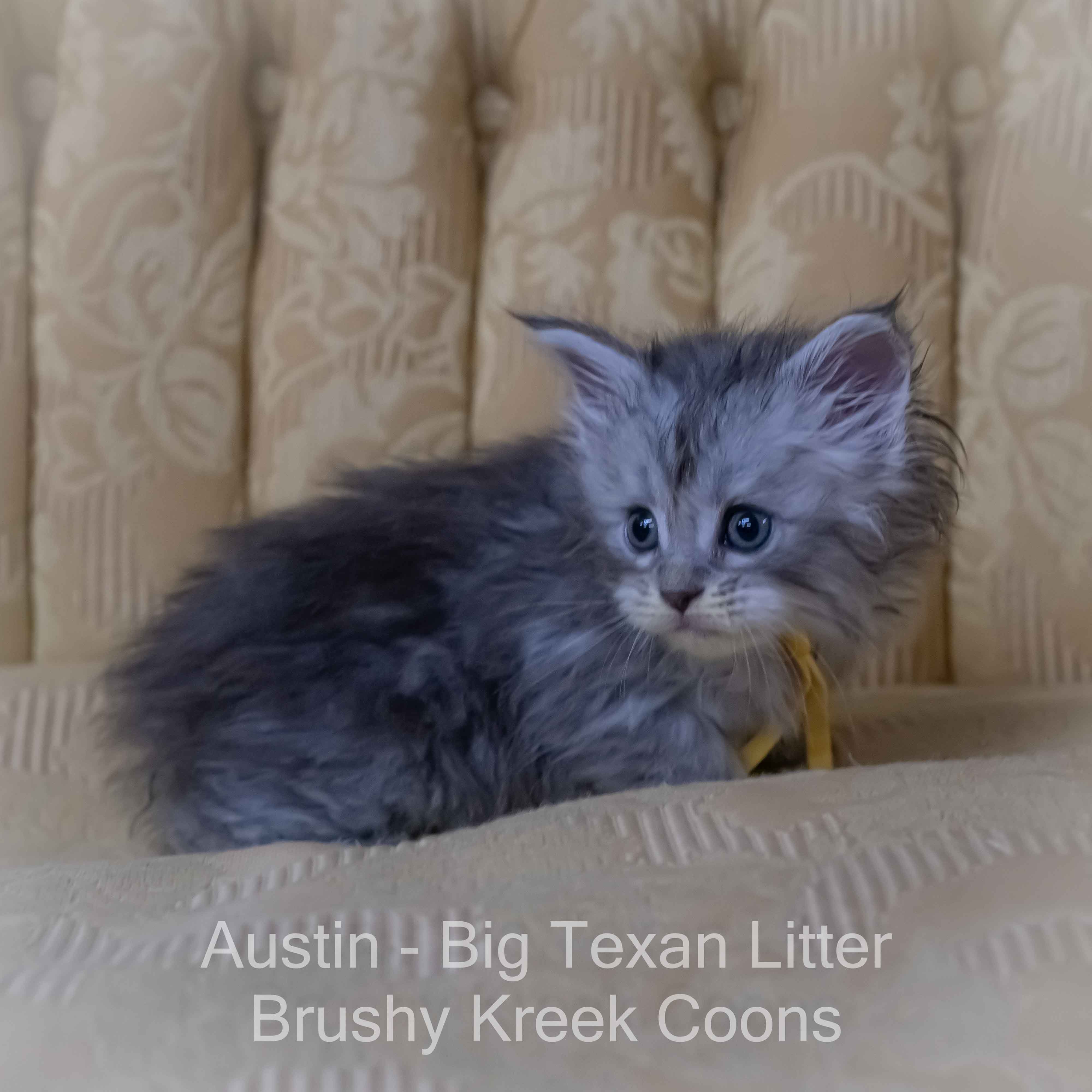 Blue silver Maine Coon kitten for sale