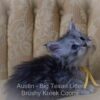 Blue silver Maine Coon kitten for sale