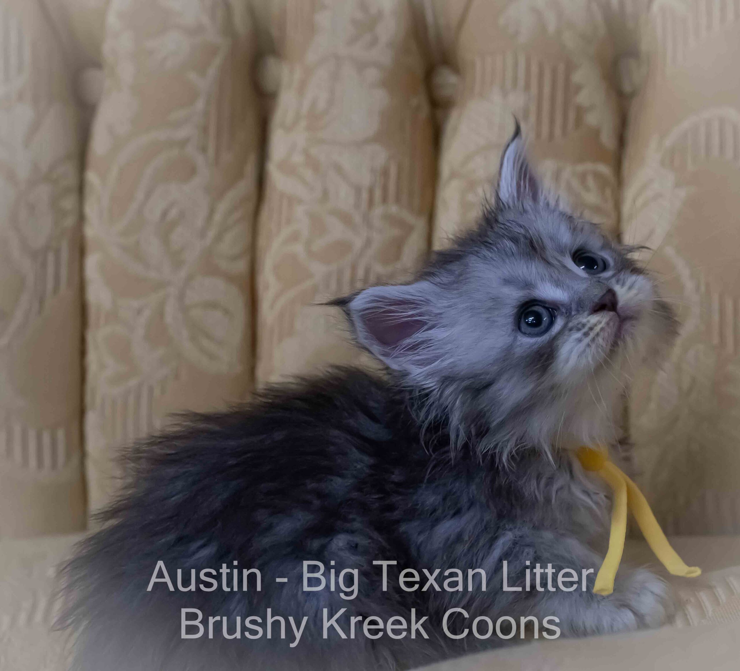 Blue silver Maine Coon kitten for sale