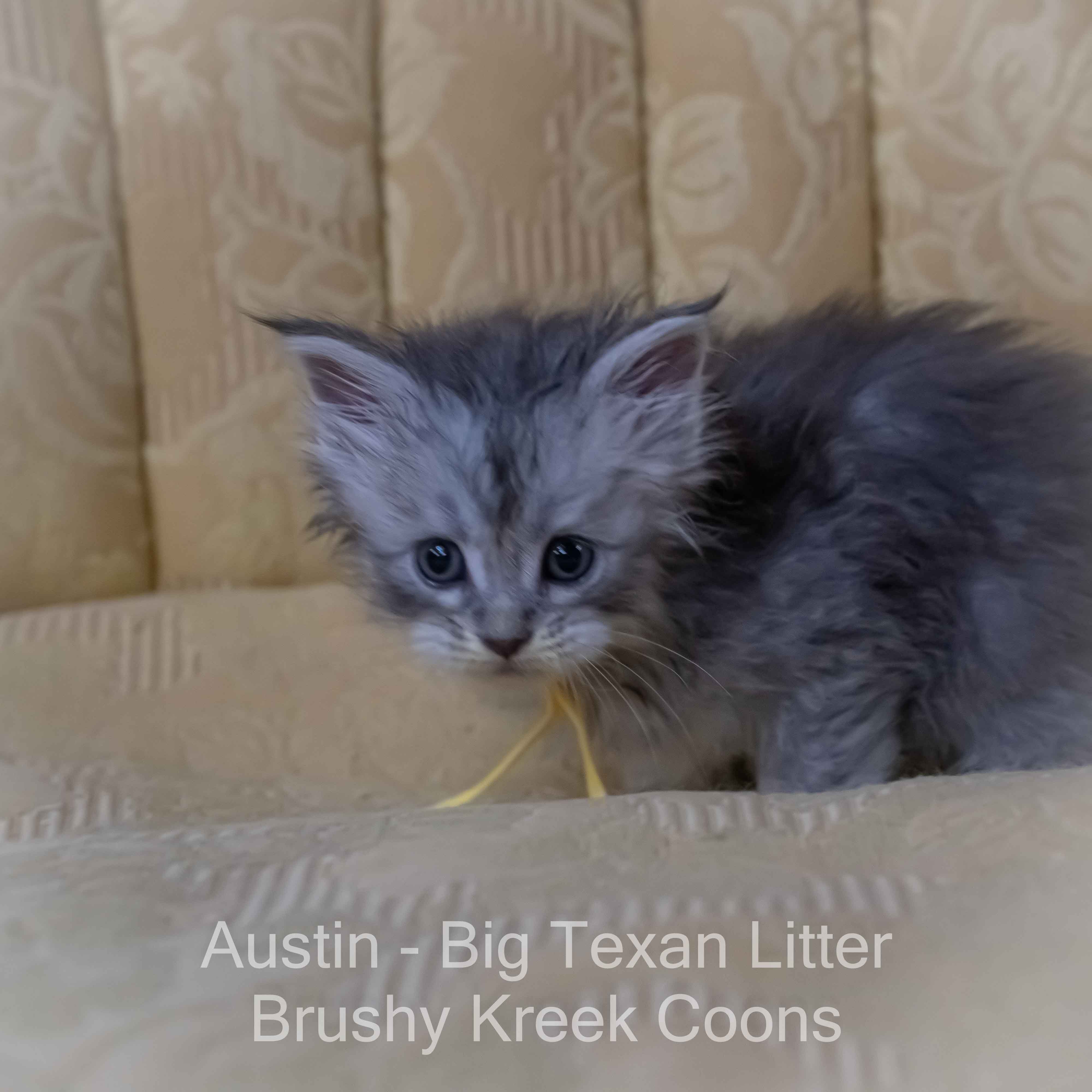 Blue silver Maine Coon kitten for sale