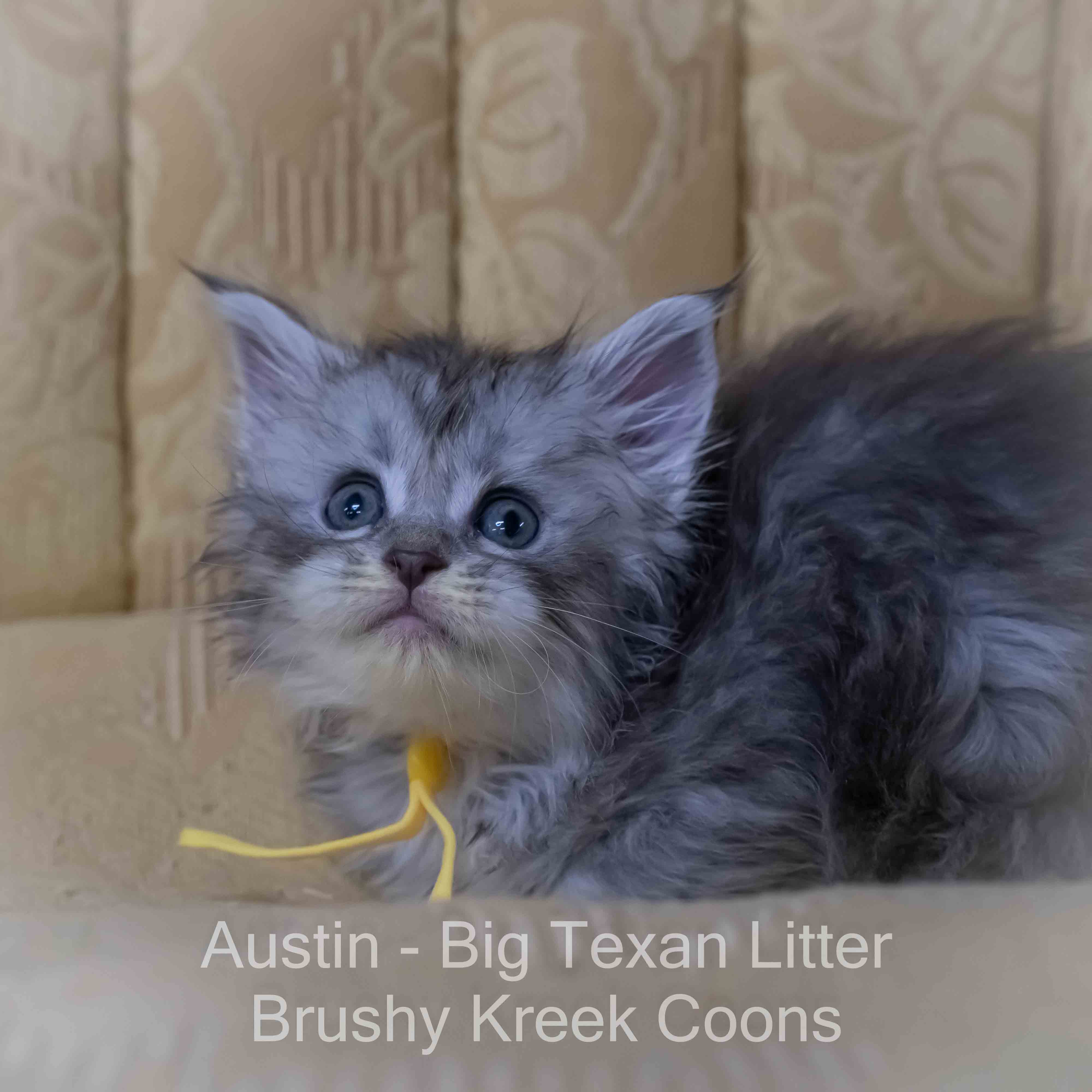 Blue silver Maine Coon kitten for sale