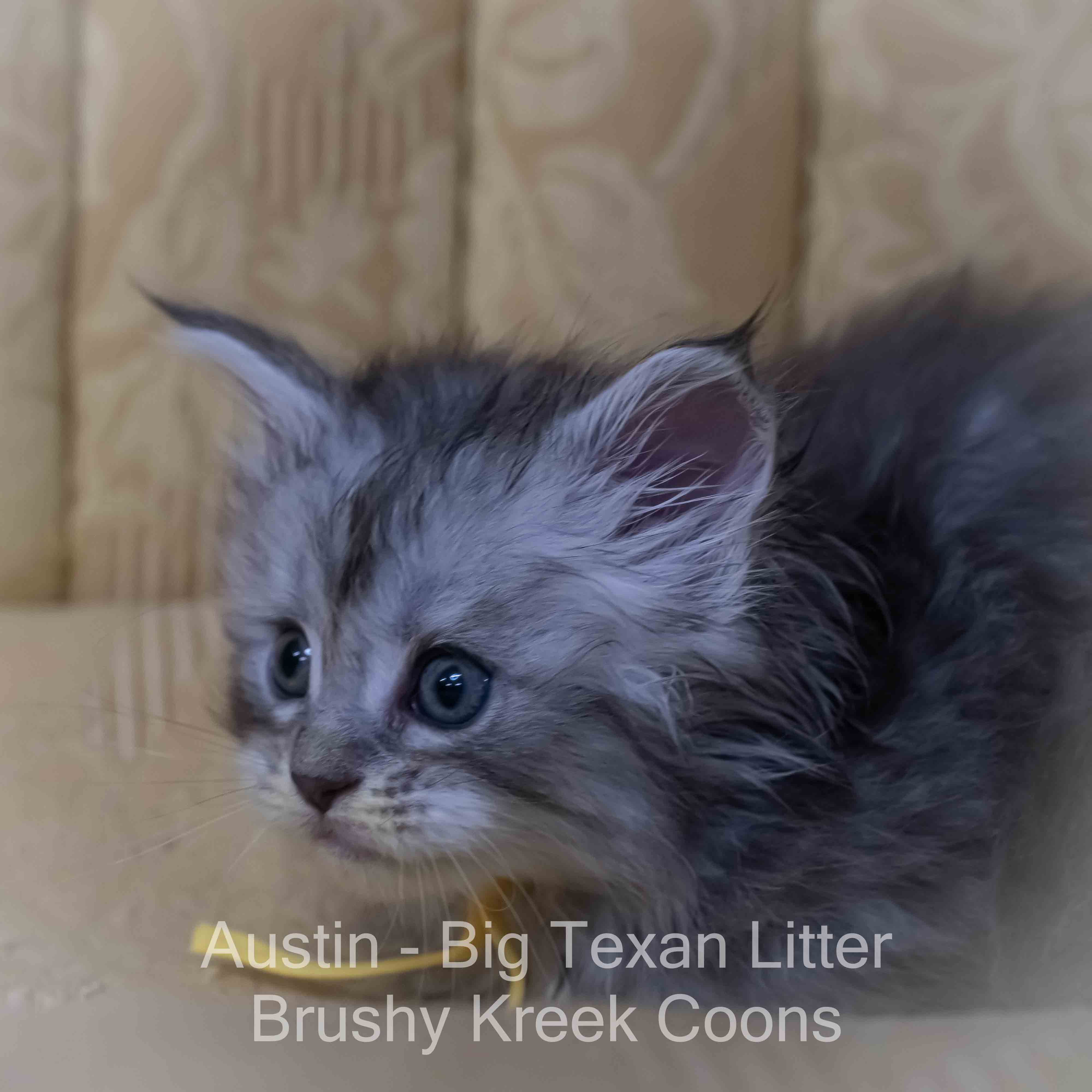 Blue silver Maine Coon kitten for sale