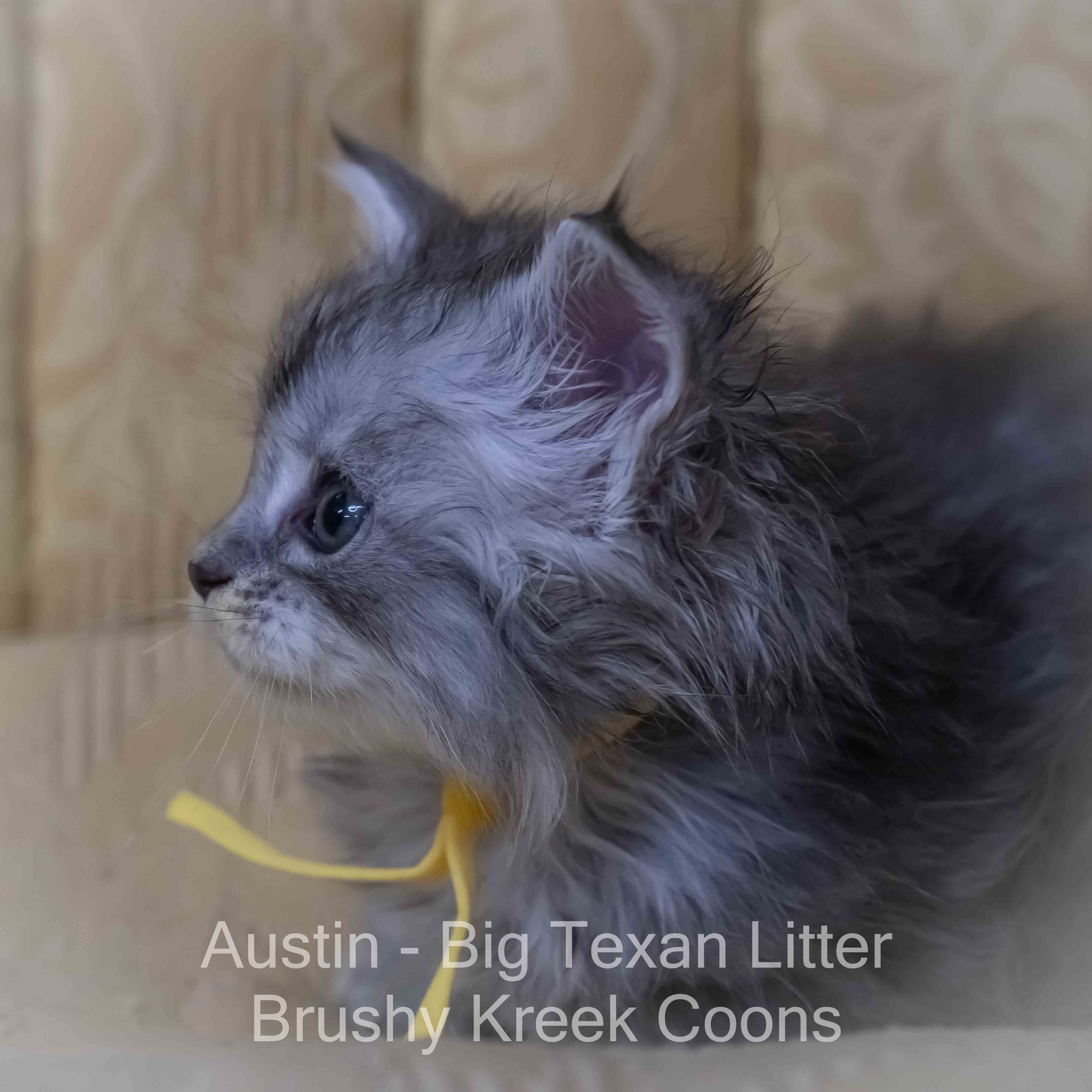 Blue silver Maine Coon kitten for sale