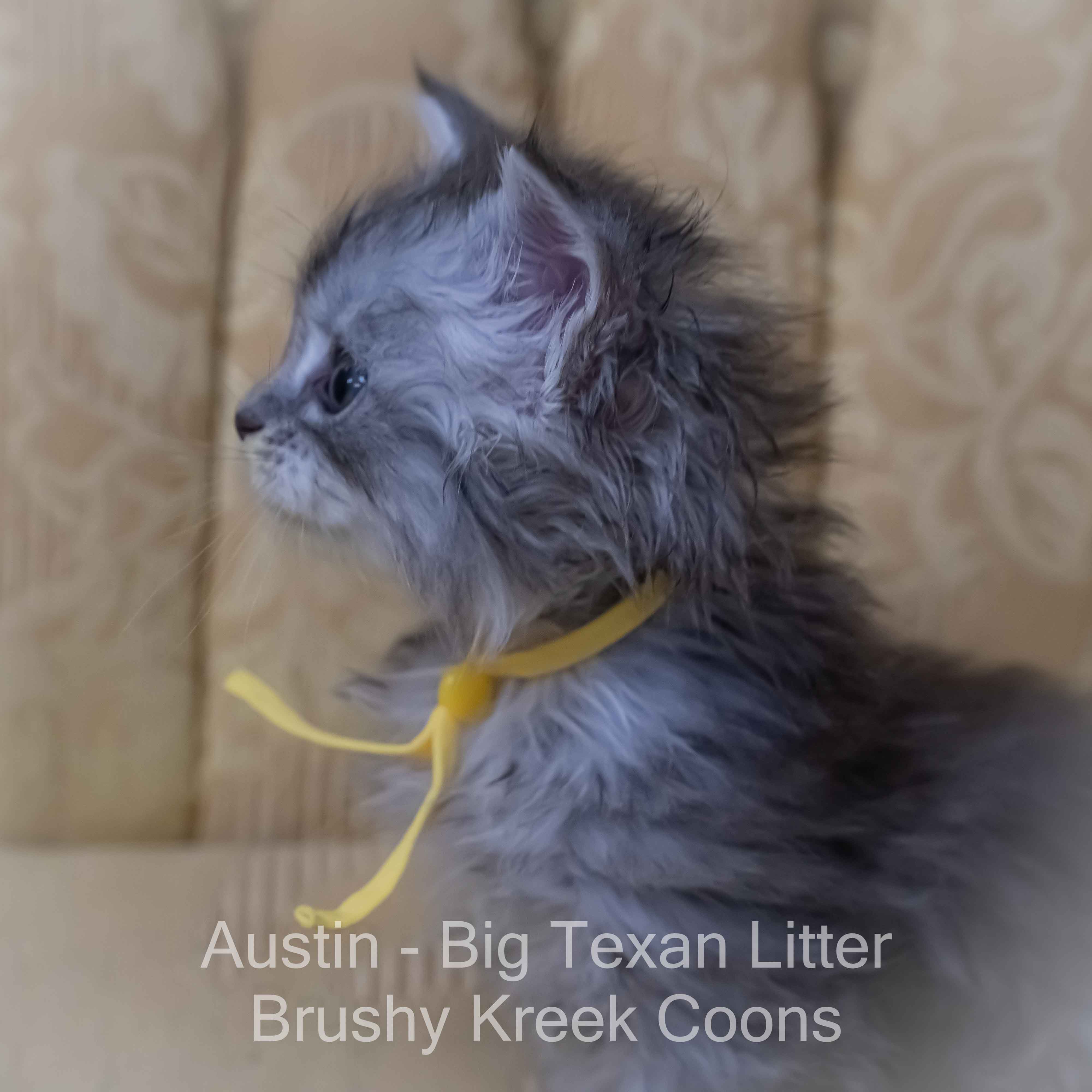 Blue silver Maine Coon kitten for sale