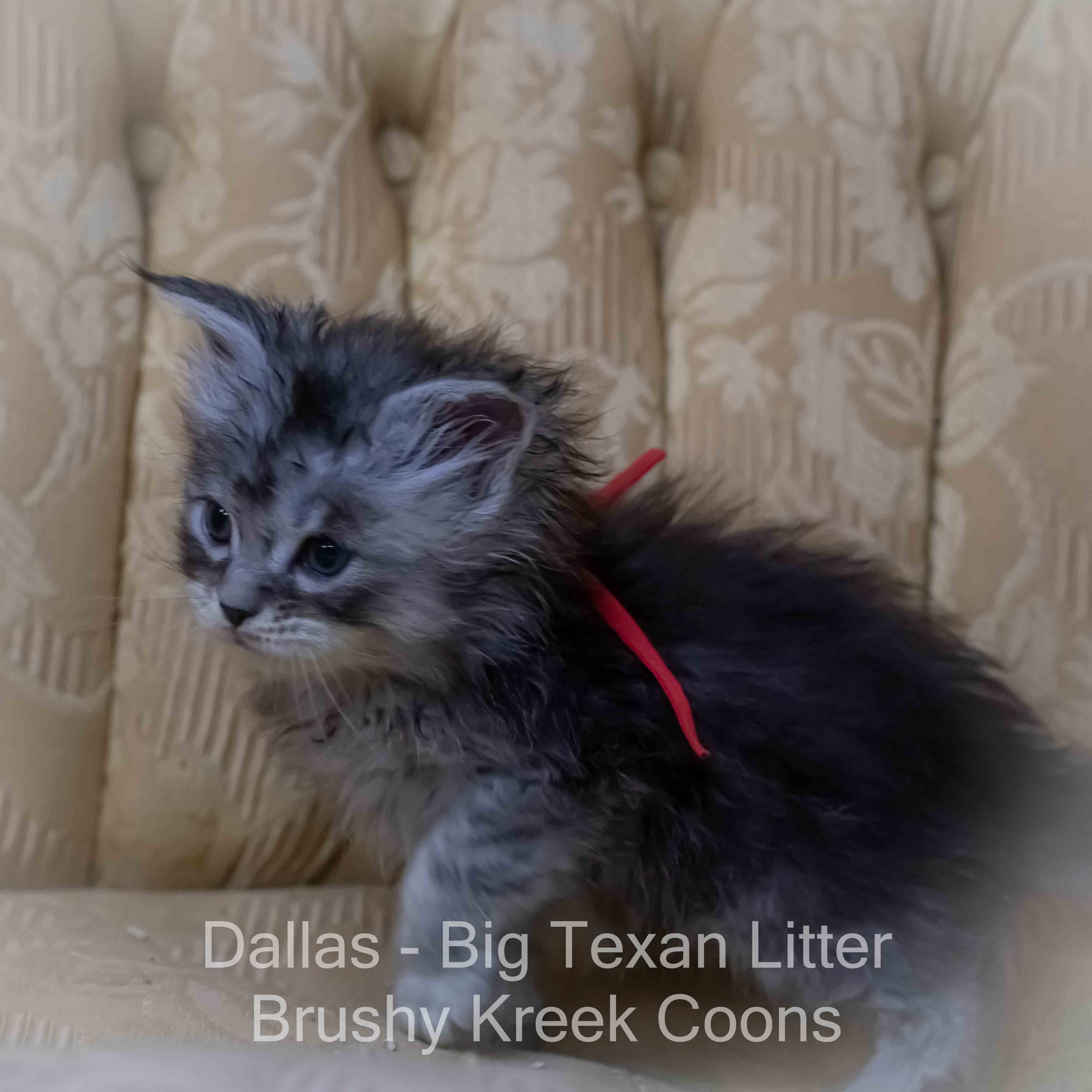 Maine Coon kitten for sale with breeding rights