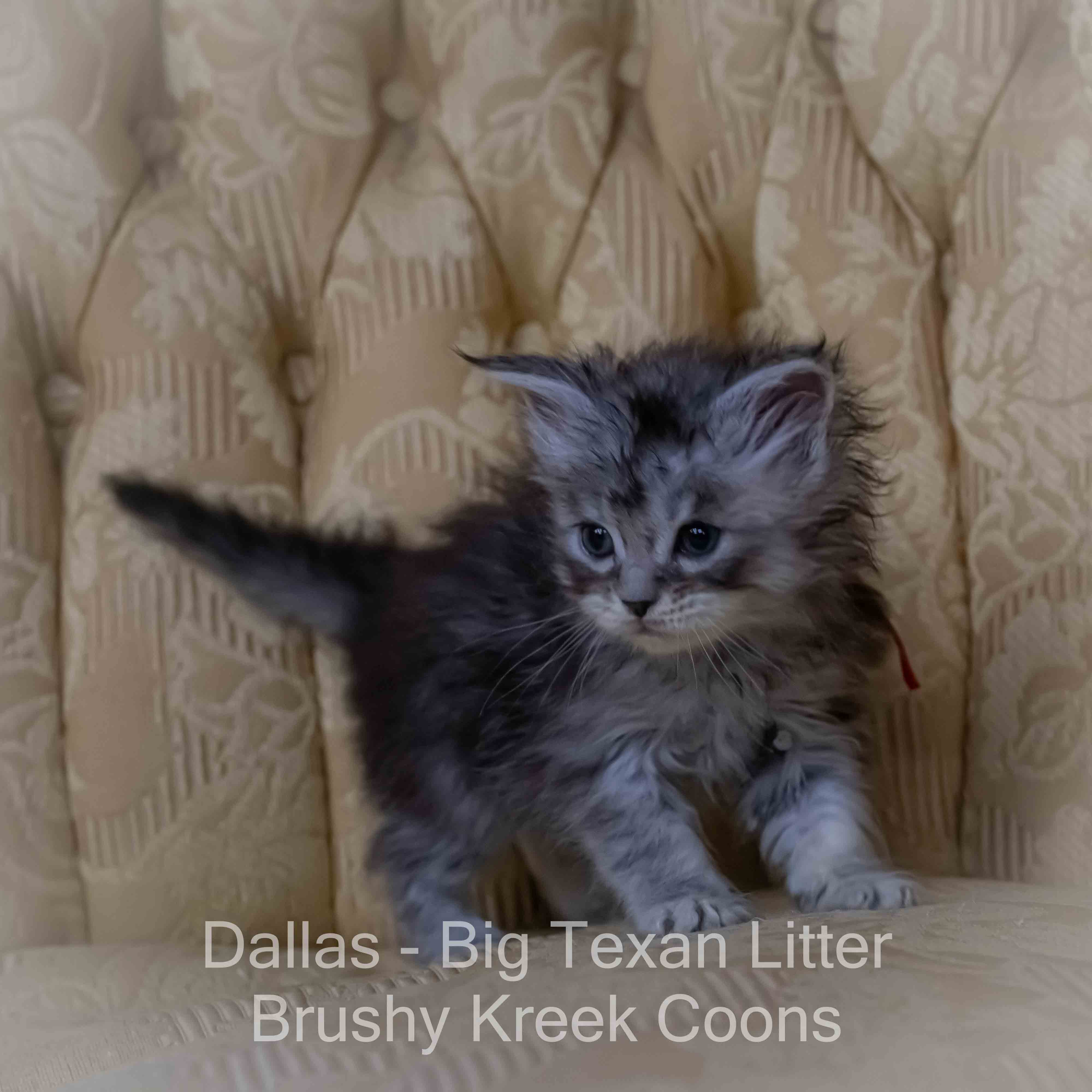 Maine Coon kitten for sale with breeding rights