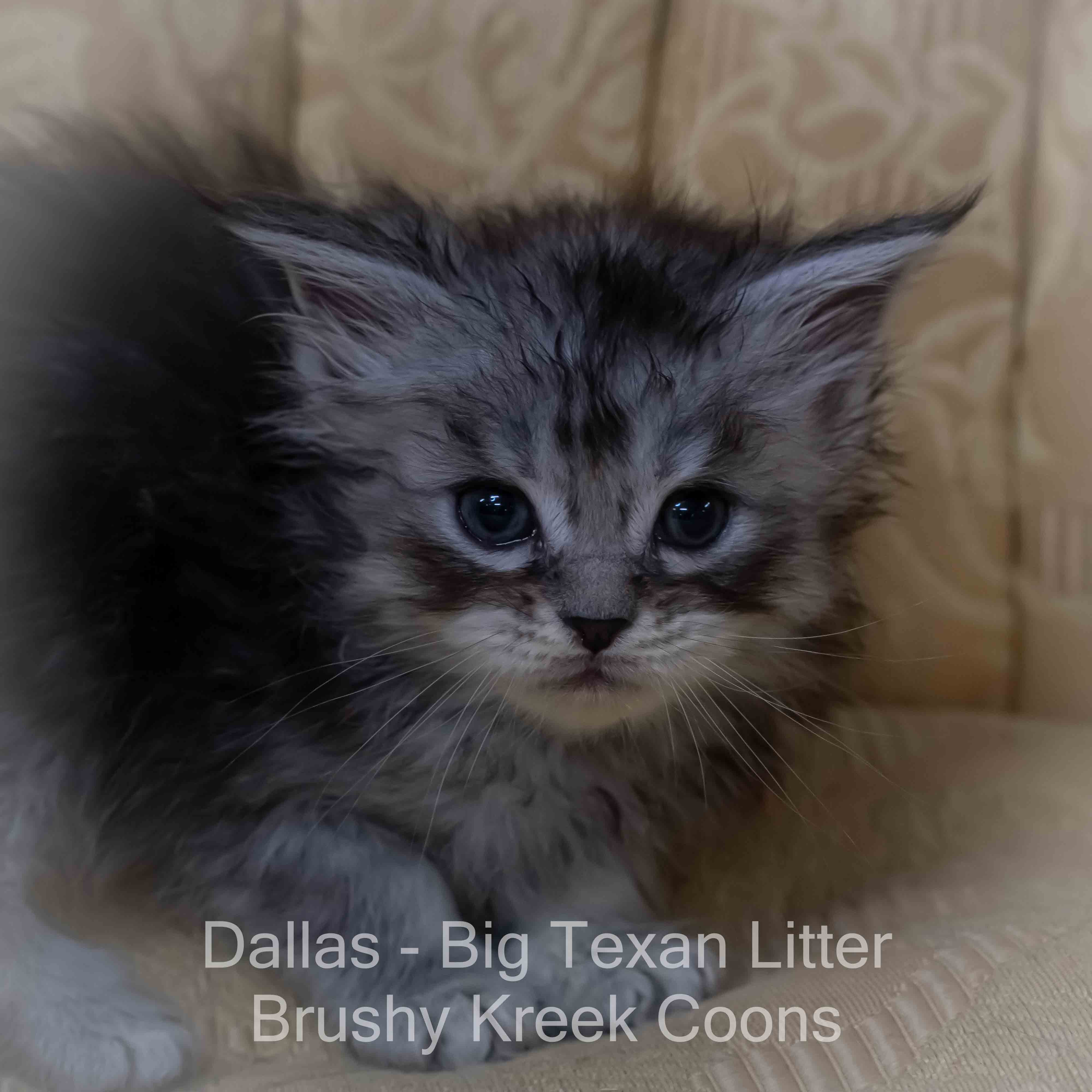Maine Coon kitten for sale with breeding rights