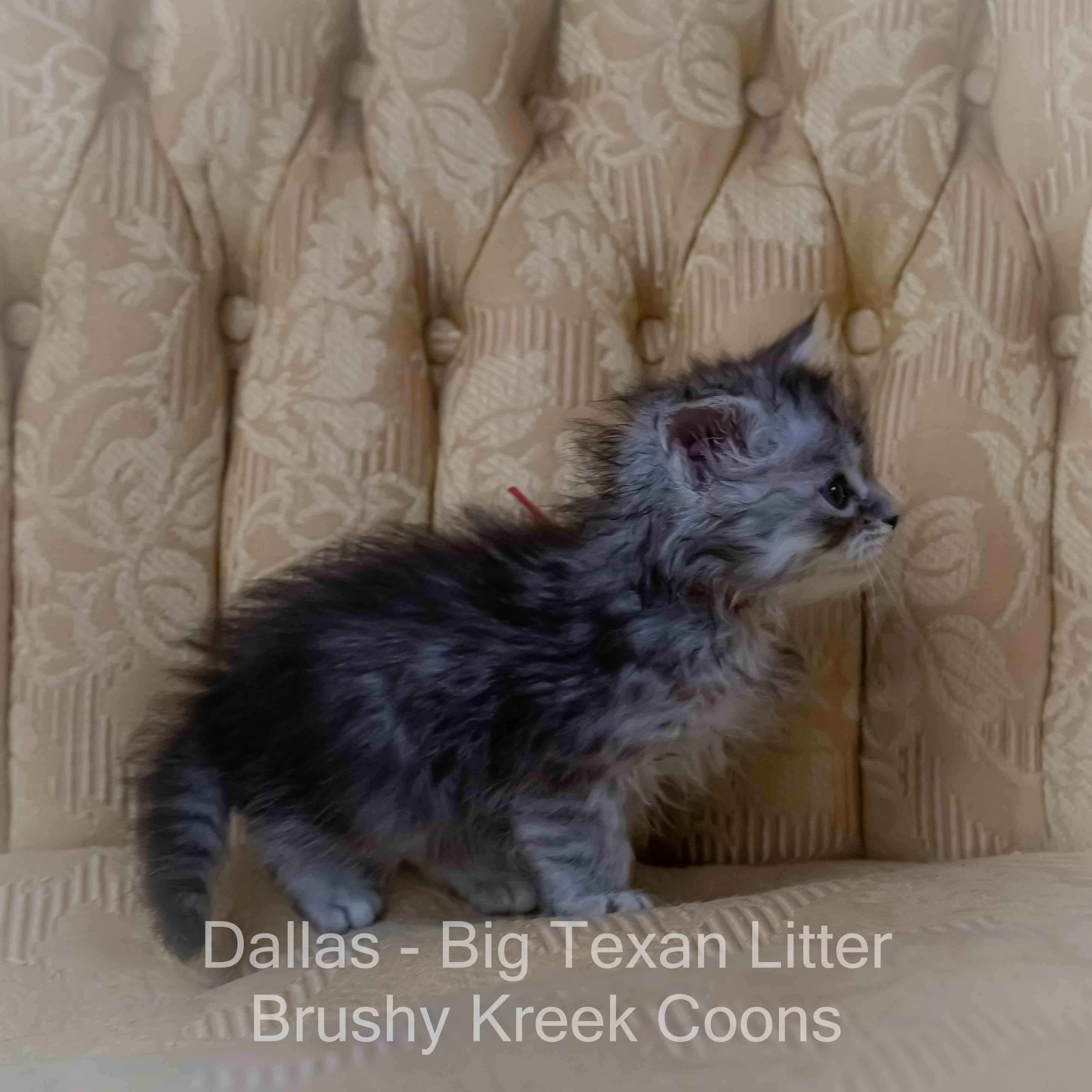 Maine Coon kitten for sale with breeding rights