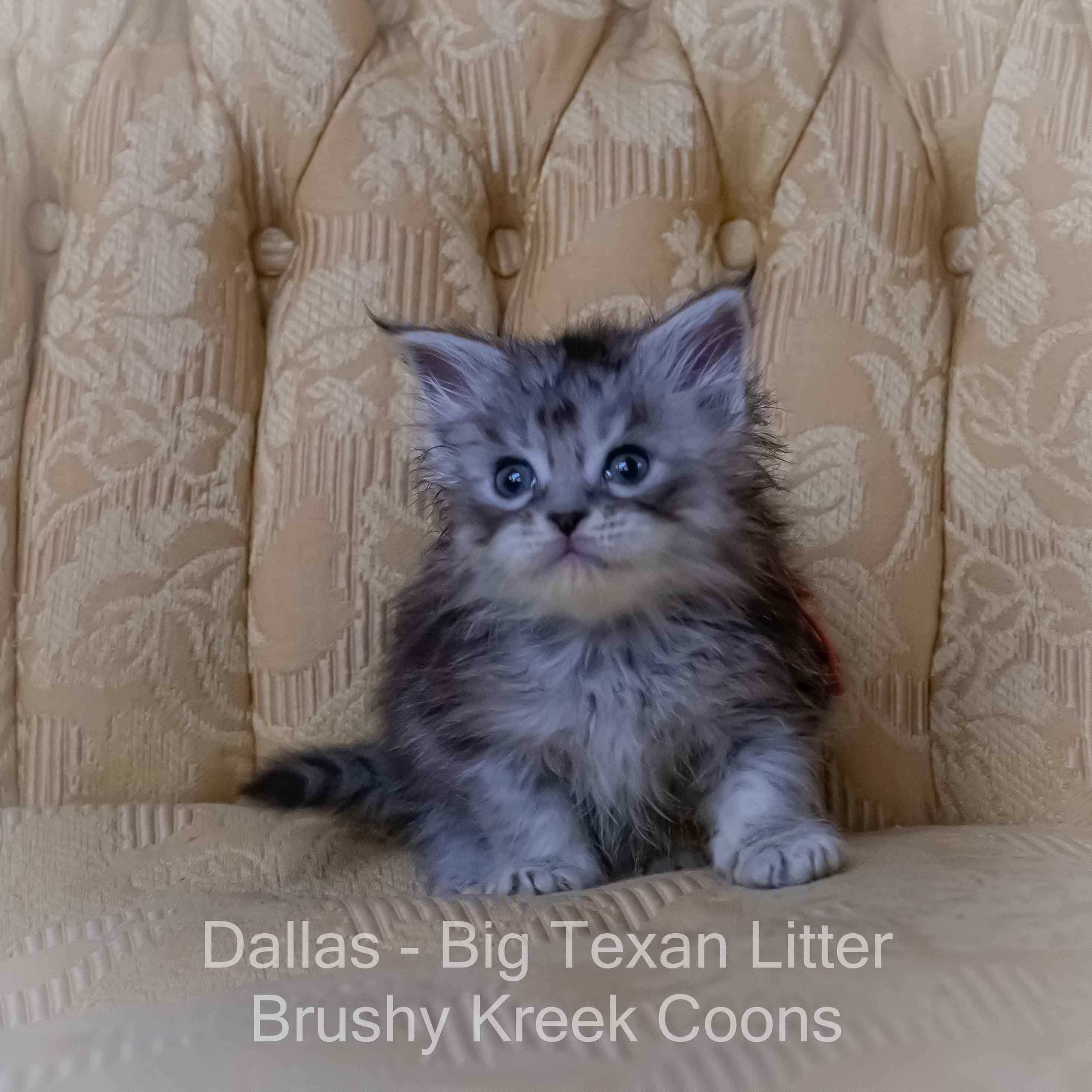 Maine Coon kitten for sale with breeding rights